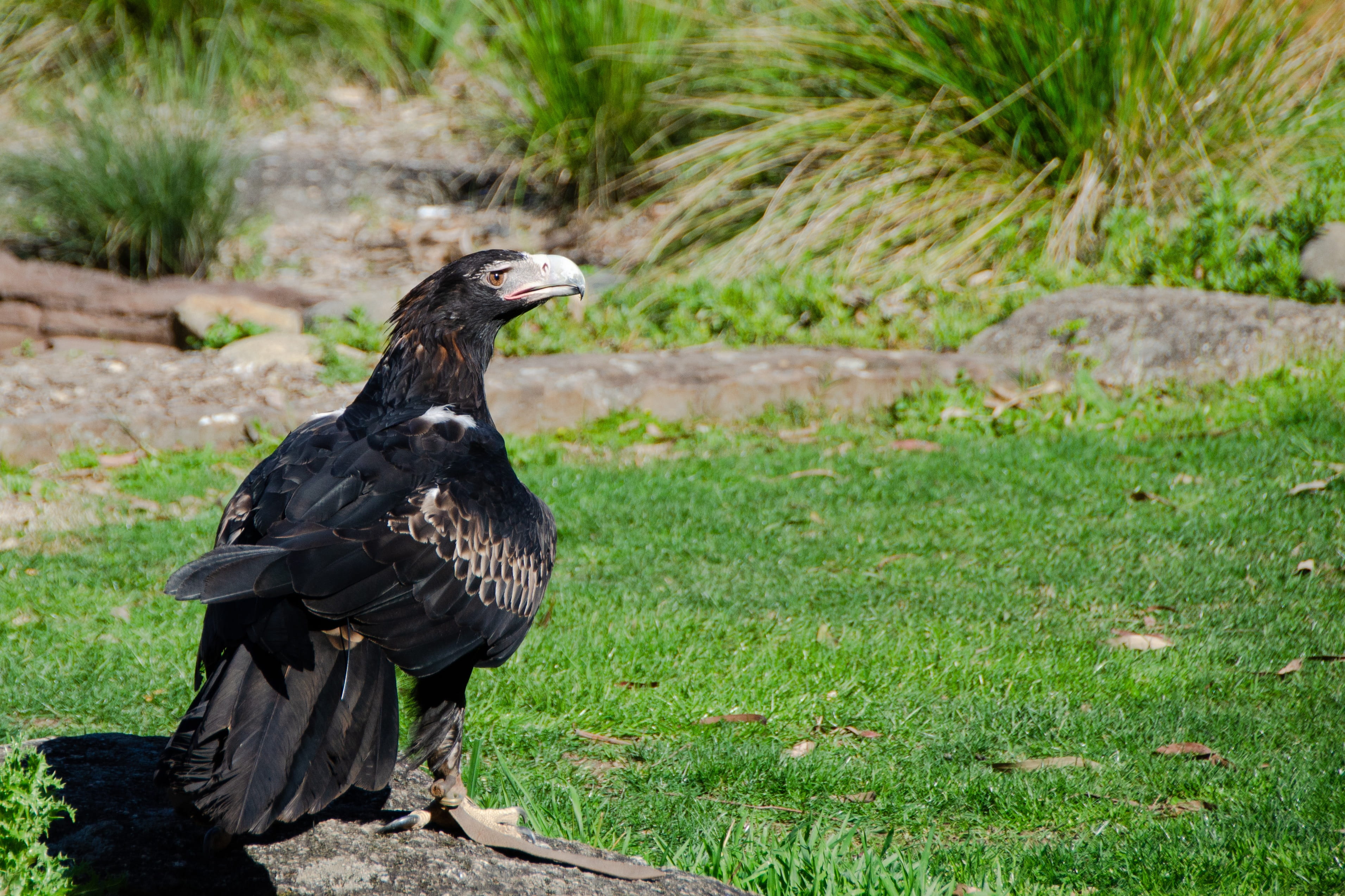 field, looking, looking away, bird of prey, plant, 2K, nature, eagle, outdoors, wedge-tailed eagle, side view, animal wildlife, animal, australian, black color, HD Wallpaper