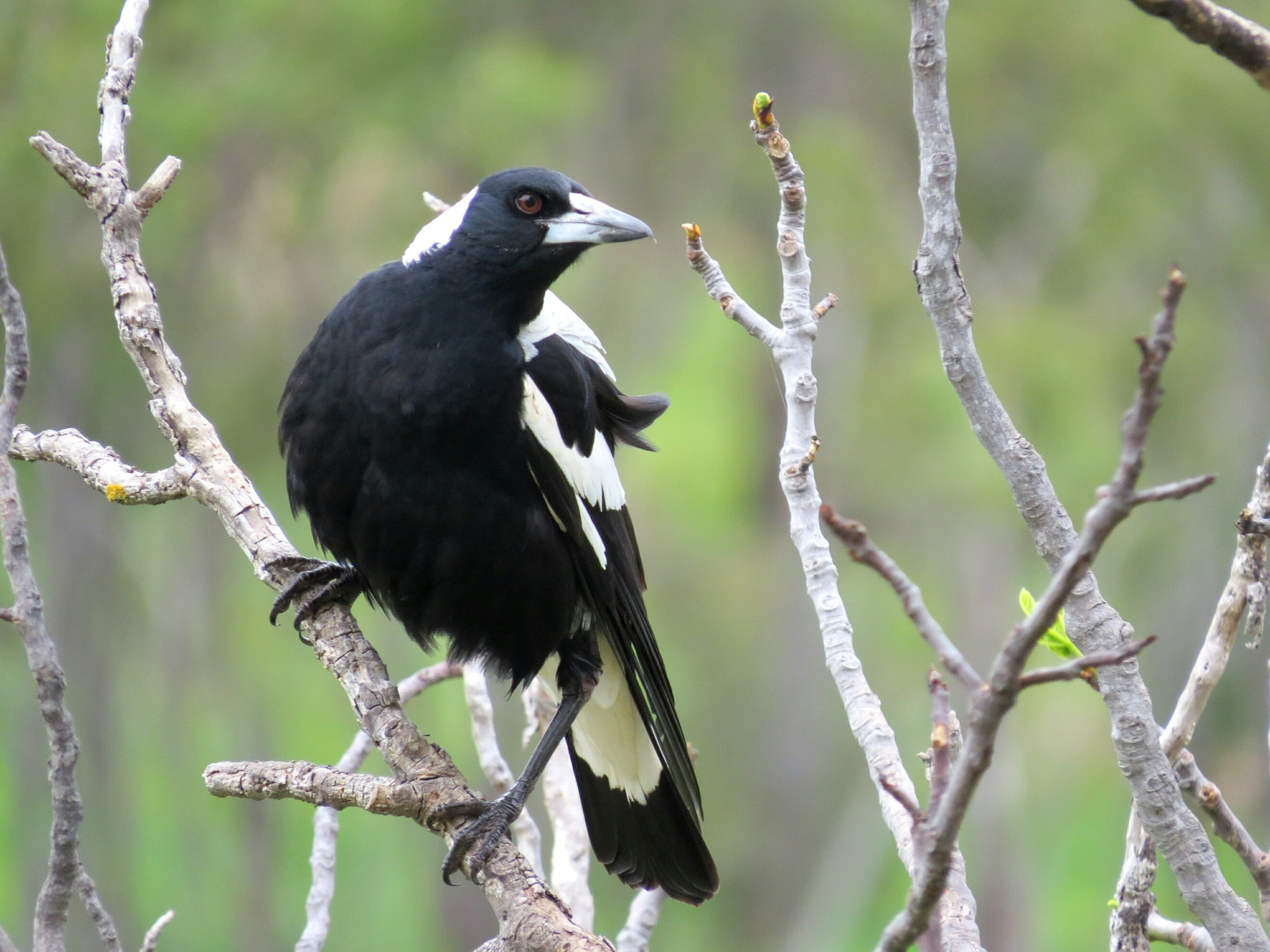 vertebrate, black and white, day, branch, close-up, black Color, bird, crow, focus on foreground, animal, one animal, no people, outdoors, perching, raven - Bird, HD Wallpaper