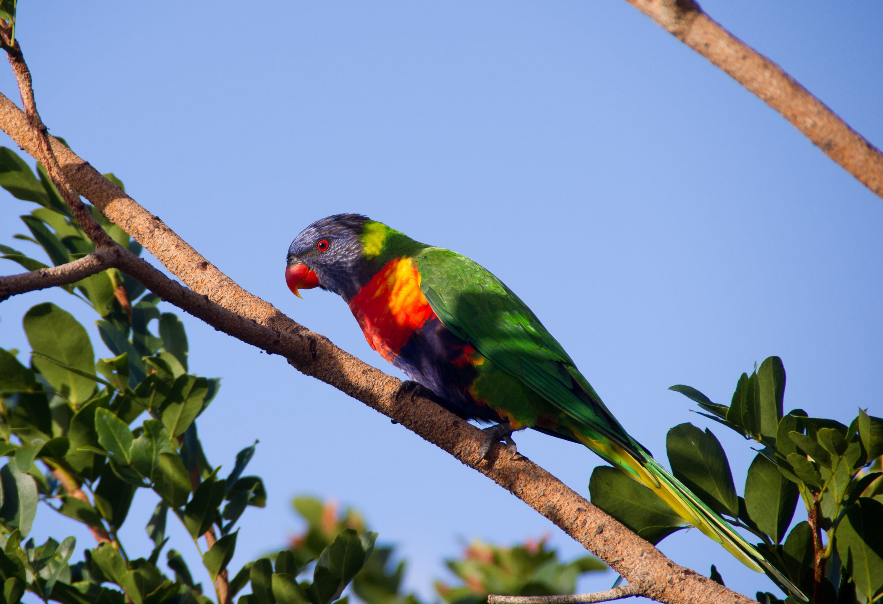 multi colored, perched, blue sky, vertebrate, animals in the wild, lorikeet, low angle view, animal themes, wild, animal wildlife, tree, colourful, no people, HD Wallpaper