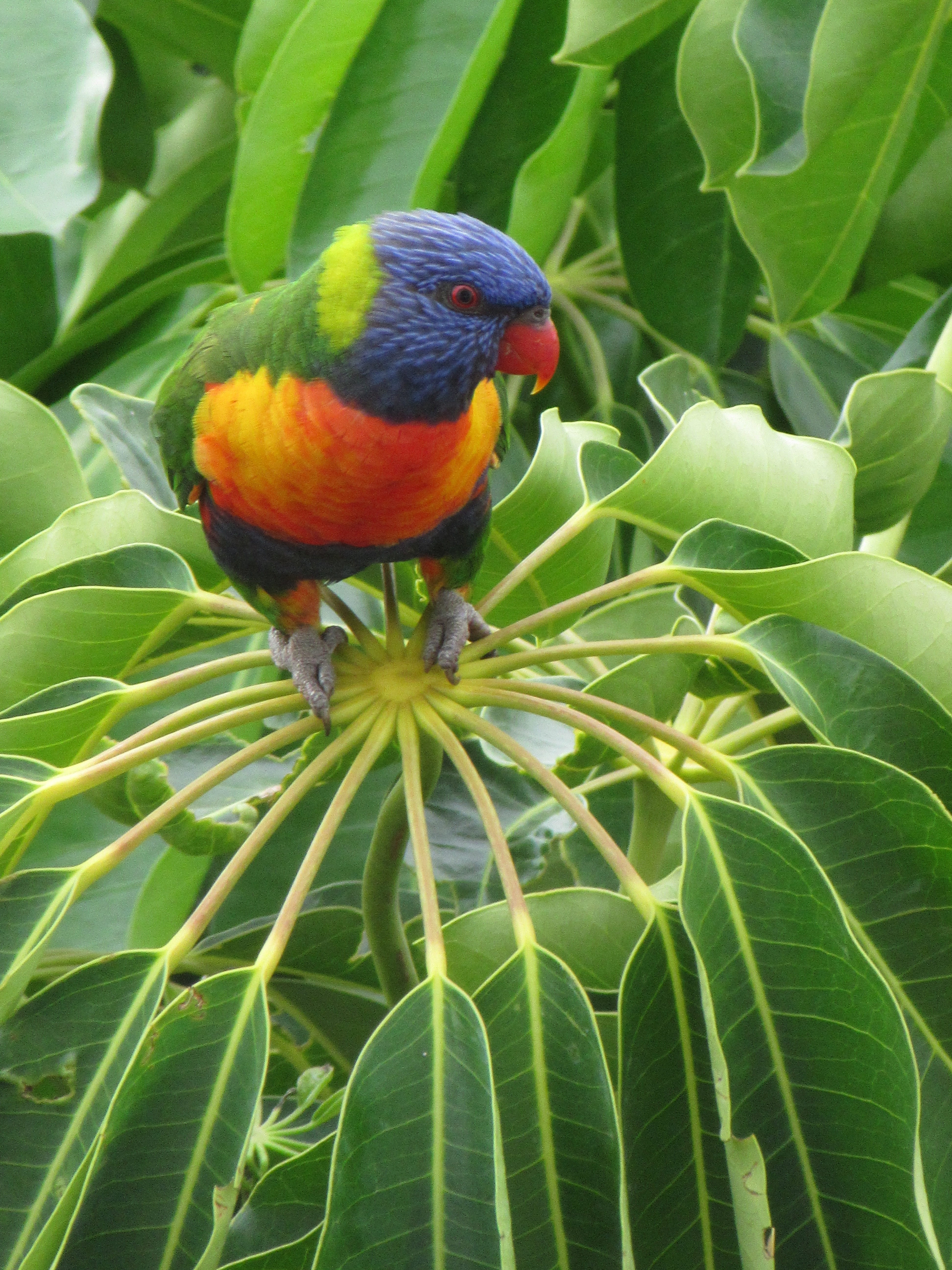 animal themes, bird, animal, beauty, growth, no people, nature, rainbow lorikeet, plumage, colourful, green color, one animal, tree, close-up, animal wildlife, Phone HD Wallpaper