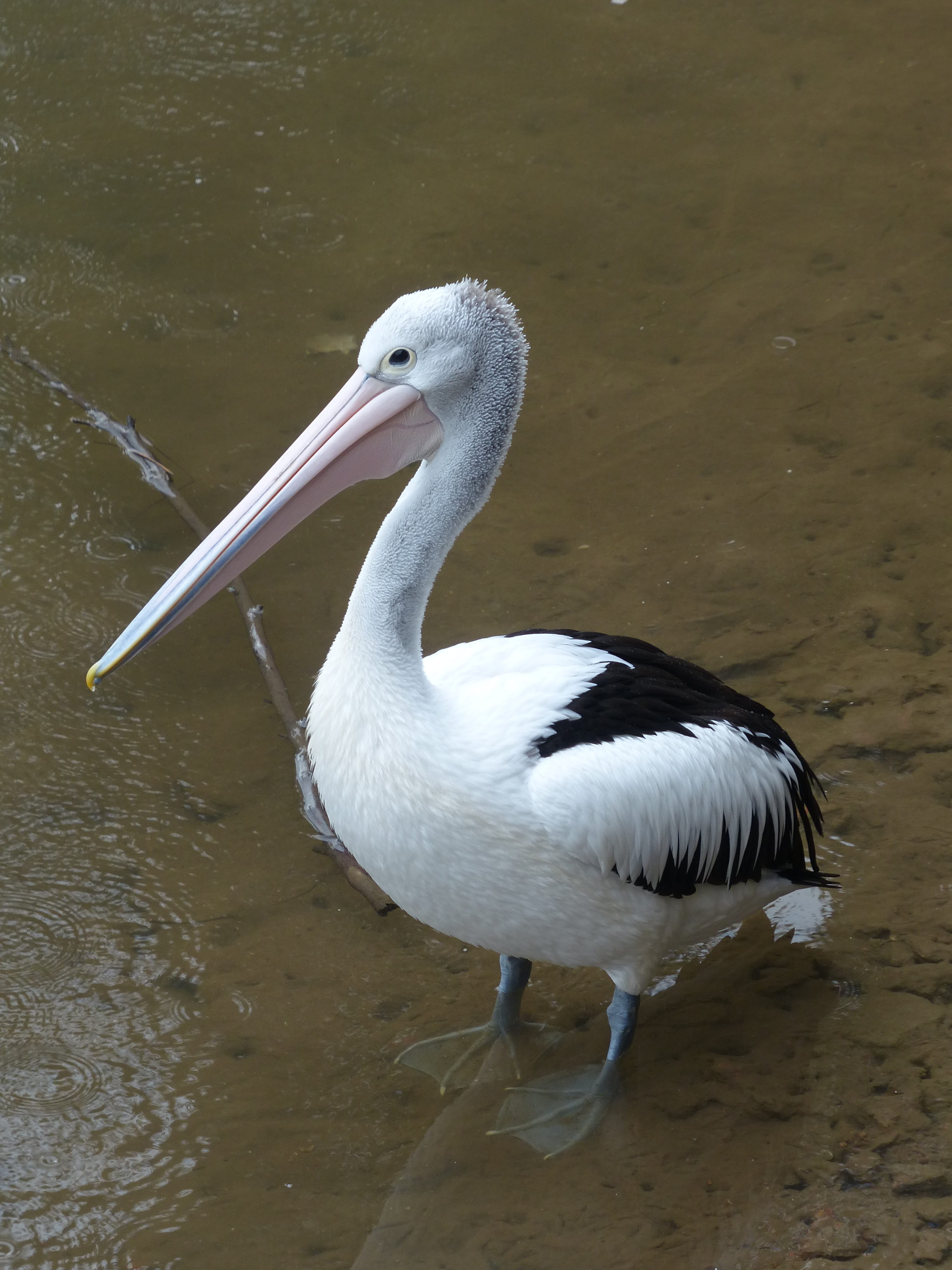 vertebrate, bird, pelican, looking, white color, water bird, day, animal wildlife, animal themes, sea birds, one animal, 4K, animals in the wild, australian pelican, Phone HD Wallpaper