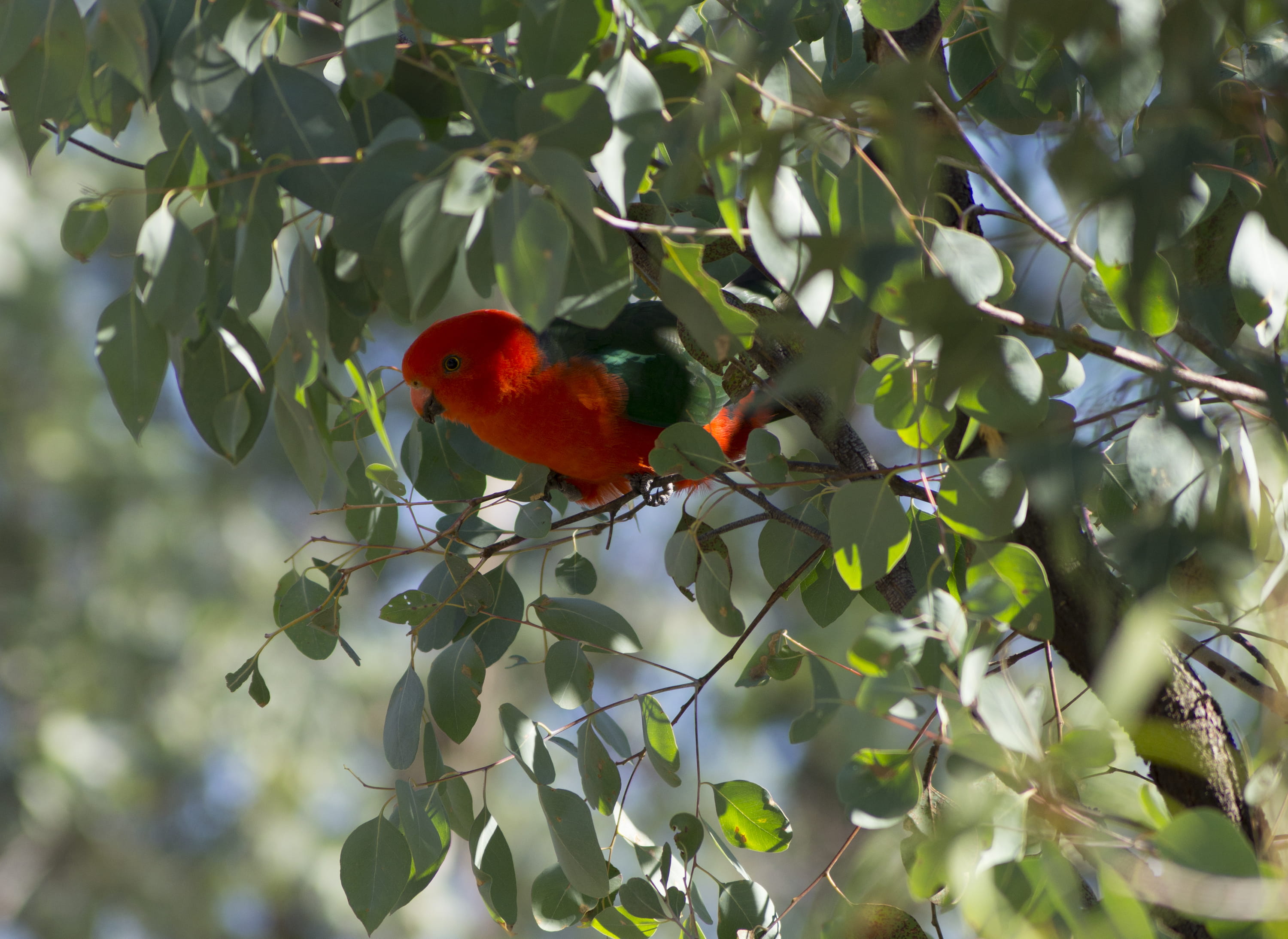 animal wildlife, plant part, outdoors, animal themes, animal, australian bird, branch, australia, no people, nature, 2K, one animal, male king parrot, HD Wallpaper