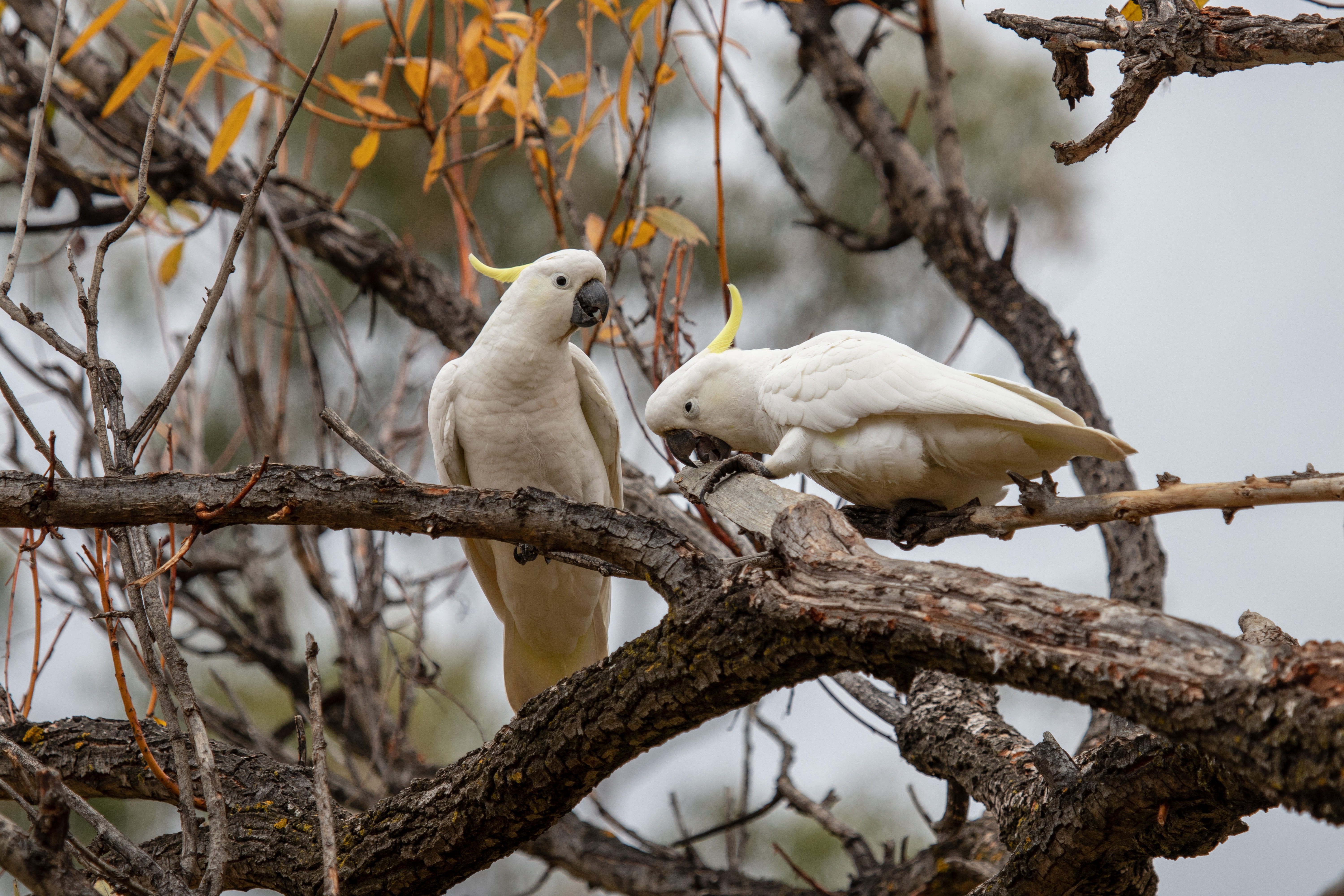 australian, outdoors, tree, animal themes, white color, low angle view, animal family, 5K, birds, wildlife, animal wildlife, plant, wild, animals in the wild, HD Wallpaper