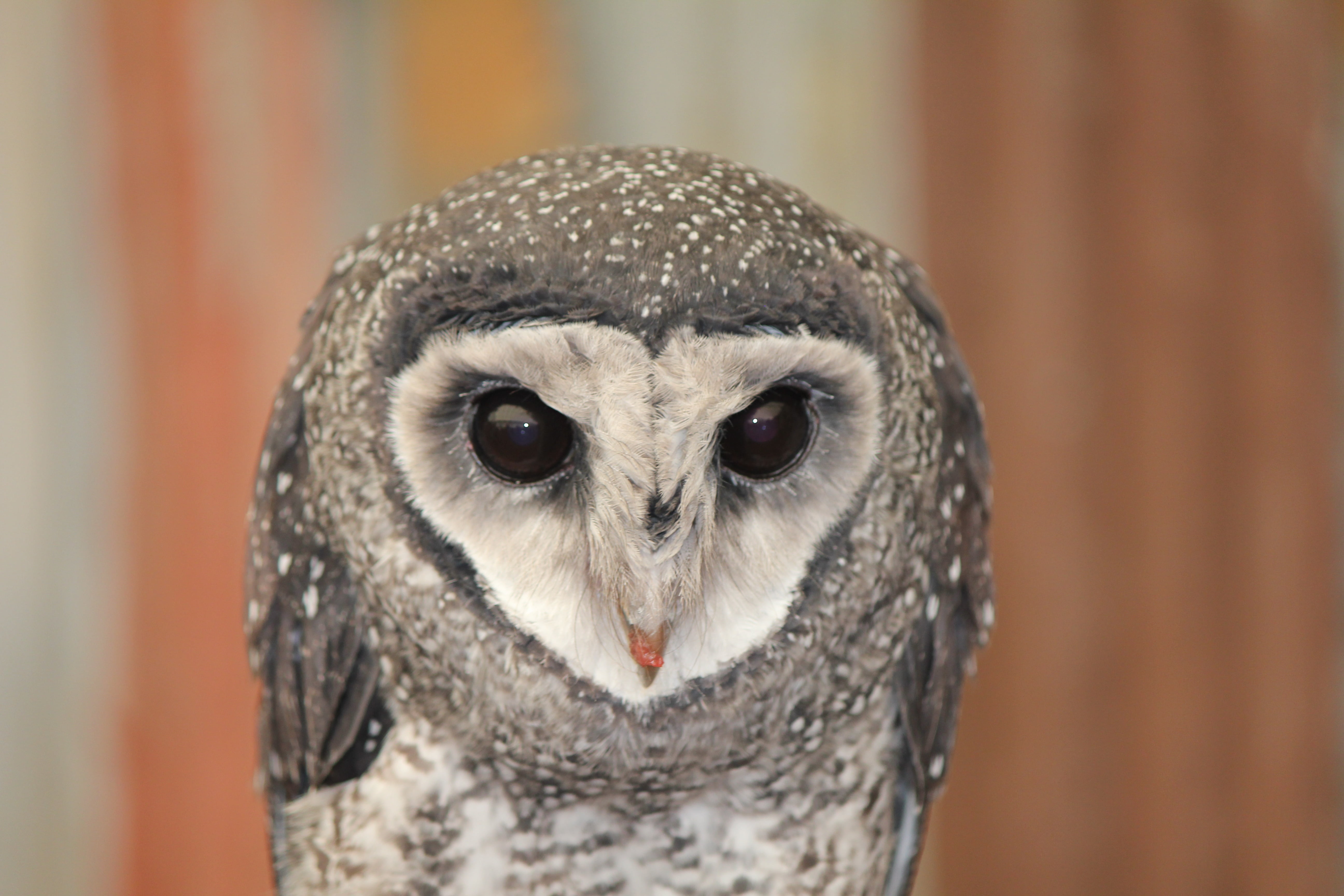 animal eye, bird of prey, staring, hoot, wildlife, outdoors, looking at camera, beak, animal wildlife, australia, vertebrate, animal body part, photography, HD Wallpaper