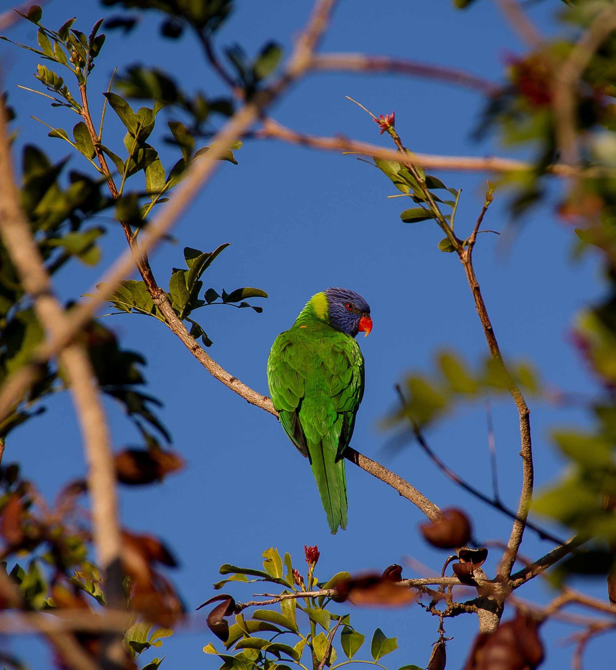 branch, perching, beauty in nature, schotia brachypetala, day, low angle view, bird, blue sky, one animal, tree, australian, 1080P, green color, parrot, Phone HD Wallpaper