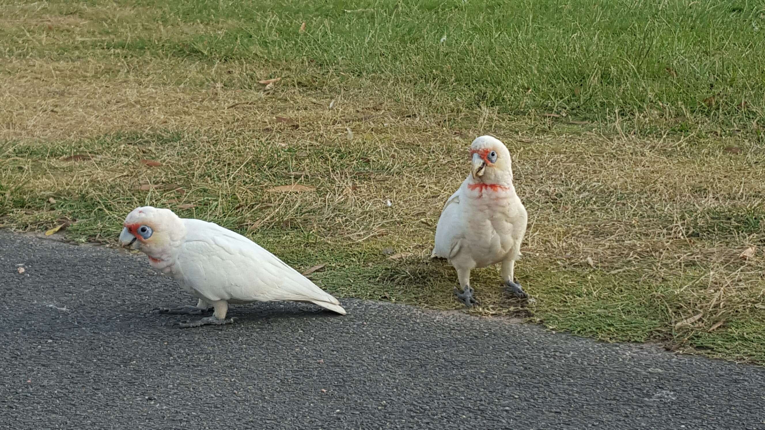 land, domestic, white color, field, animal wildlife, pets, australian birds, nature, two animals, domestic animals, vertebrate, plant, group of animals, HD Wallpaper
