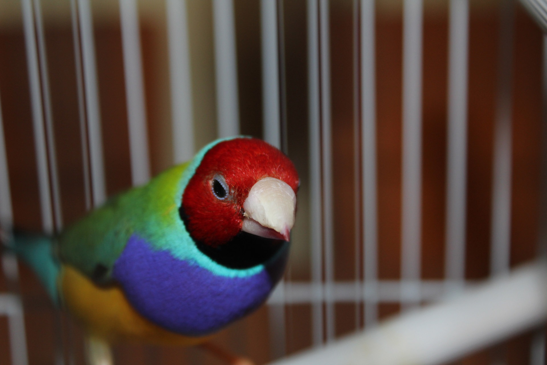 parrot, vertebrate, animal, bird, nature, close-up, creature, cage, mammal, birdcage, majestic, wings, focus on foreground, parakeet, wildlife, fly, no people, HD Wallpaper