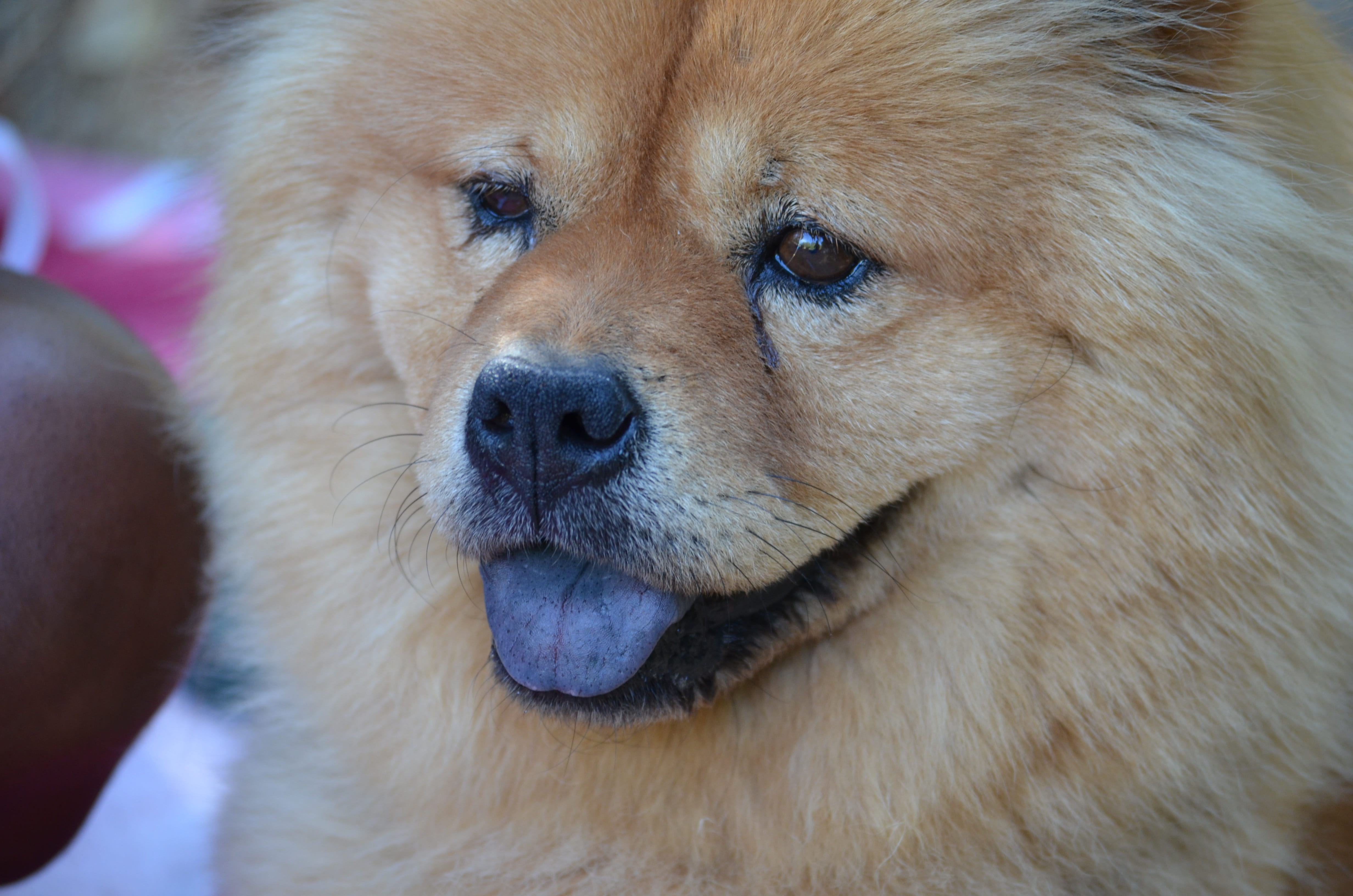 4K, grooming, chow, Hair, fluffy, mammal, canine, day, Black Tongue, no people, domestic, retriever, cute, looking, golden retriever, animal, purebred Dog, HD Wallpaper
