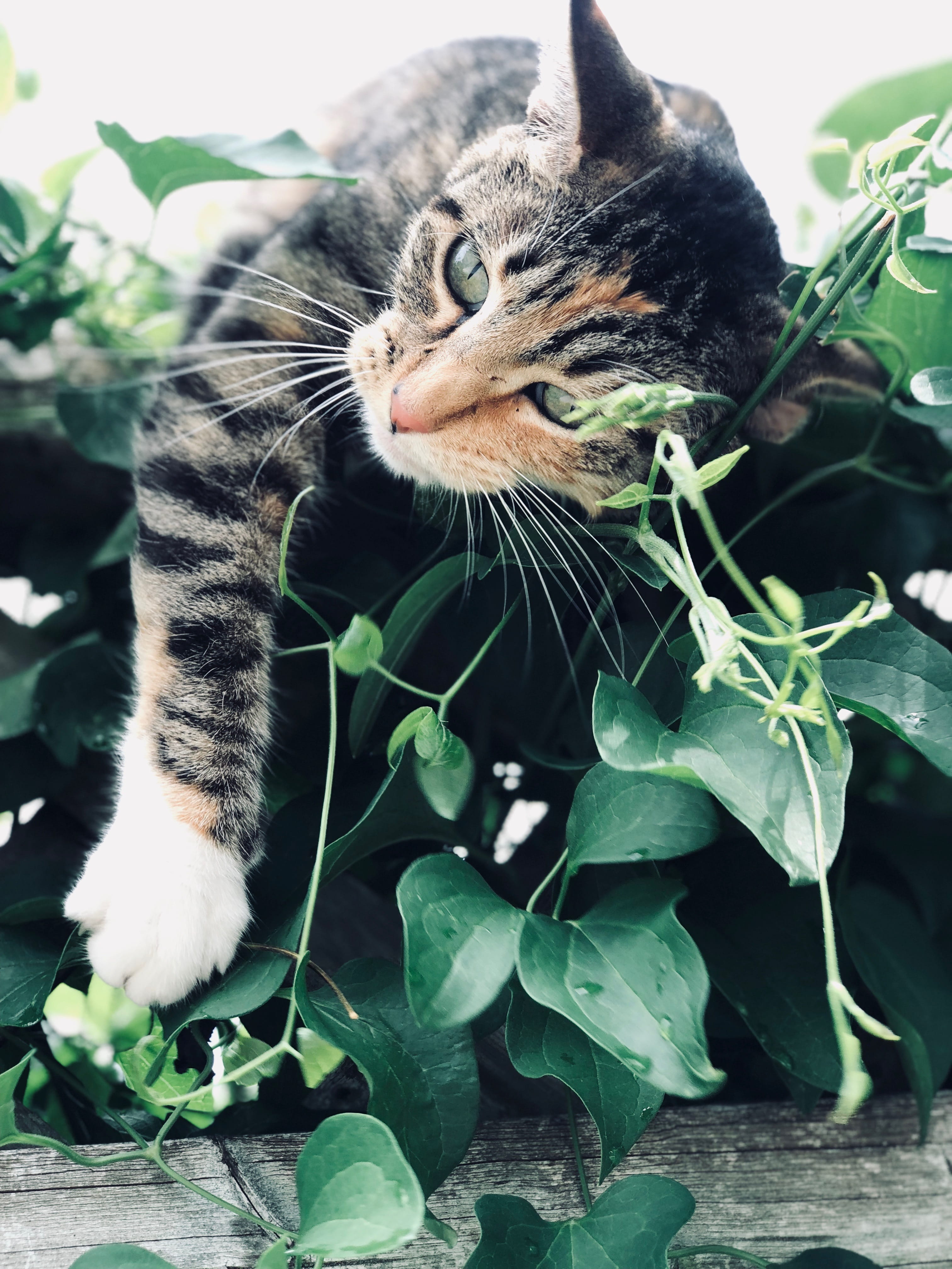 animal, 4K, domestic, tabby, plant, pets, 238 caldwell st, cat, close-up, domestic cat, feline, one animal, plant part, whisker, nature, no people, growth, Phone HD Wallpaper
