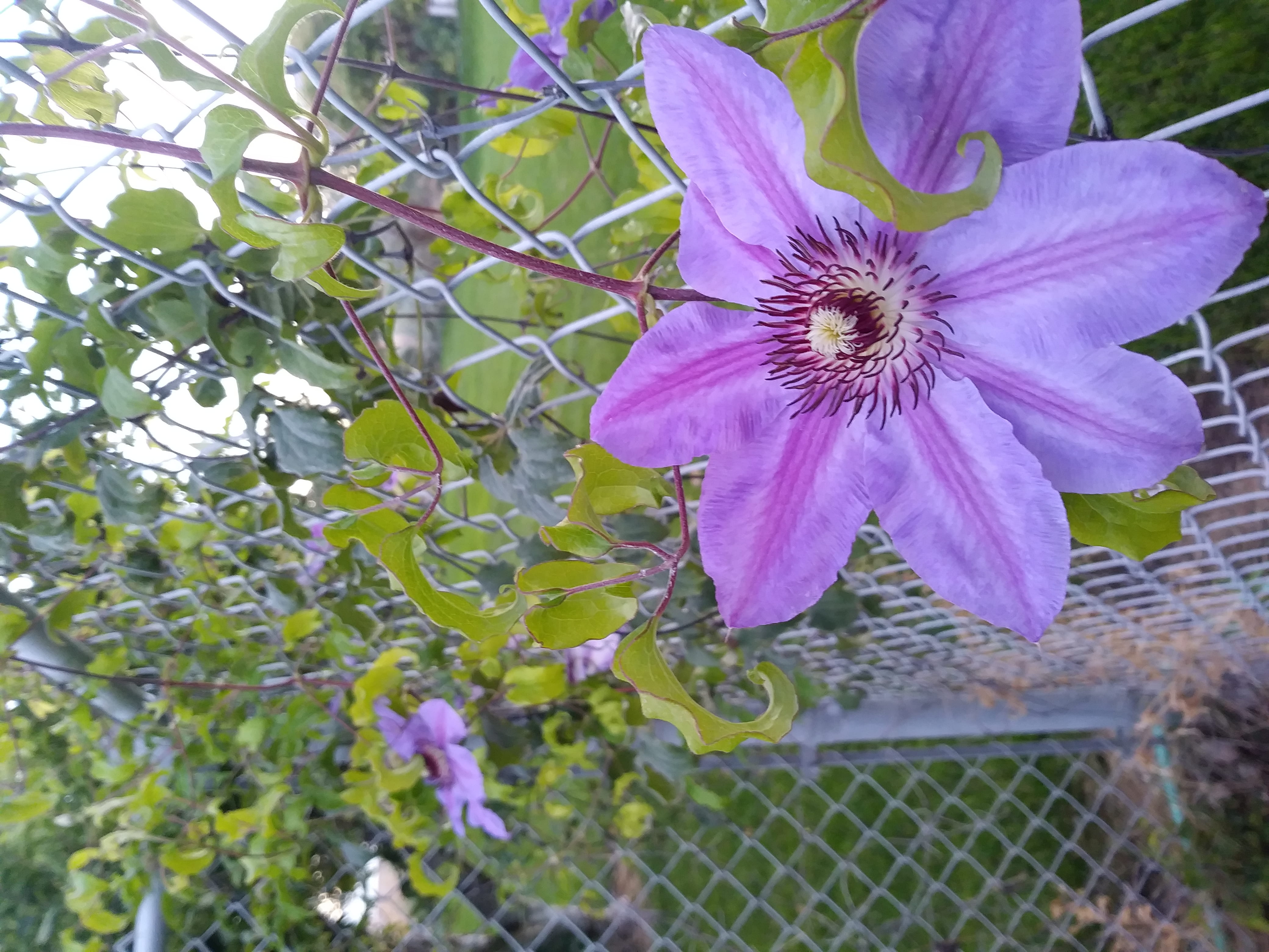 purple, petal, no people, freshness, flower head, growth, fragility, caldwell, fence, chainlink fence, barrier, close-up, plant, flower, 4K, day, boundary, HD Wallpaper