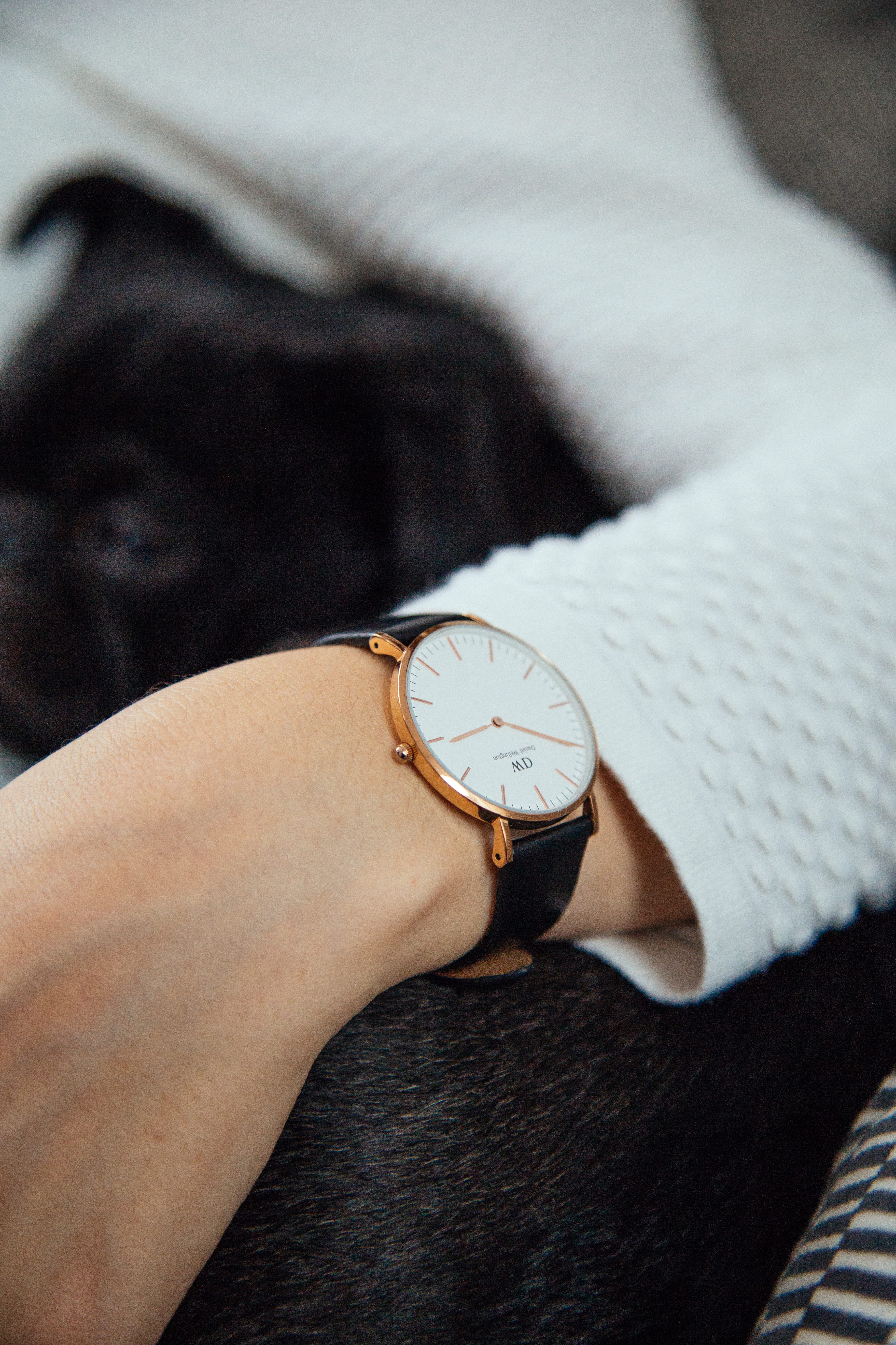 pug, hand, daniel wellington, 5K, women, indoors, one person, human body part, body part, dog, lifestyles, gold, couch, pet, clock face, wristwatch, digital watch, Phone HD Wallpaper