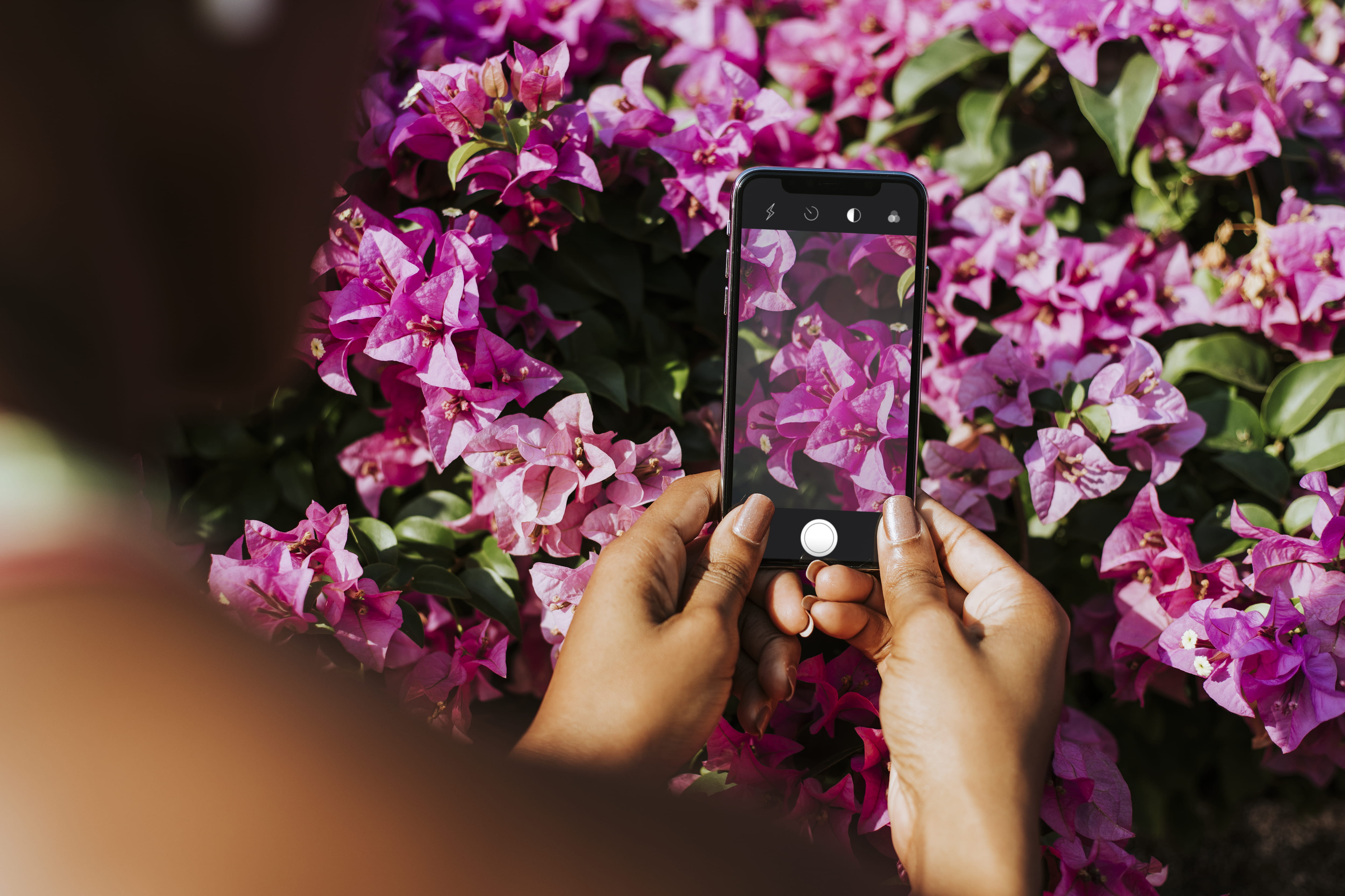 flowers, communication, human hand, freshness, person, taking, bougainvillea, wireless technology, close-up, photo, camera, focus, blooming, fresh, hand, HD Wallpaper
