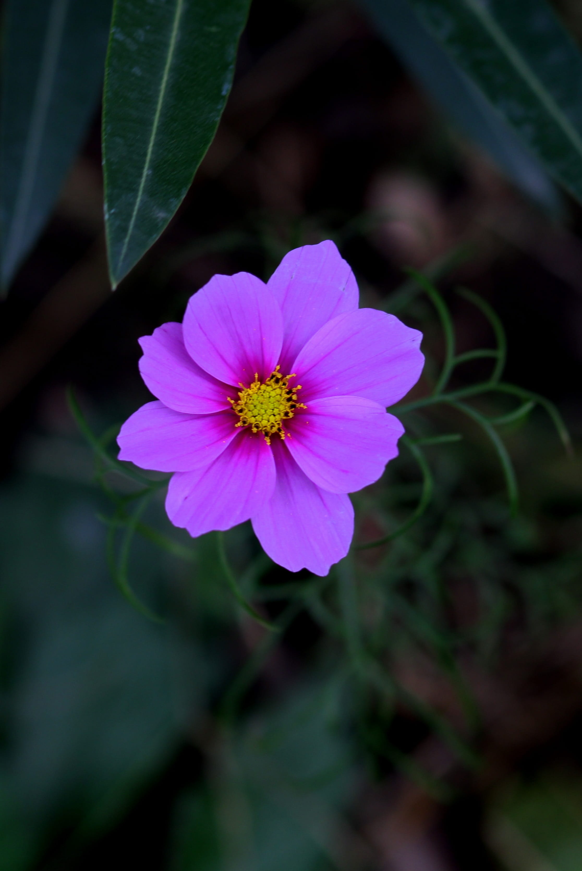2K, mov, no people, flora, freshness, flowering plant, pink color, flower, nature, flower head, day, leaf, plant, vulnerability, growth, focus on foreground, Phone HD Wallpaper