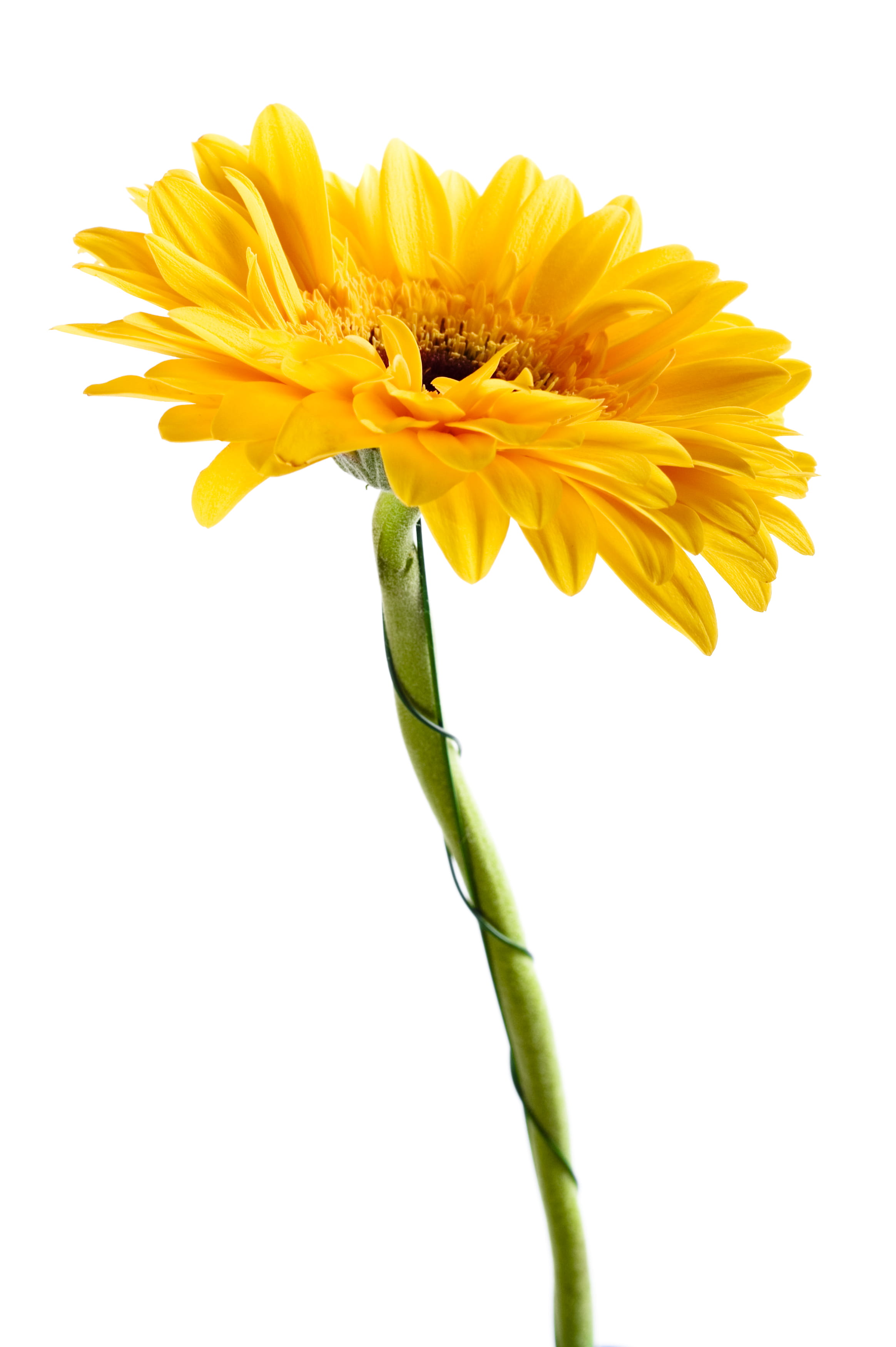 gerber, vulnerability, bloom, beauty, petal, closeup, one, plant stem, plant, indoors, sunflower, white background, natural, decoration, path, background, Phone HD Wallpaper