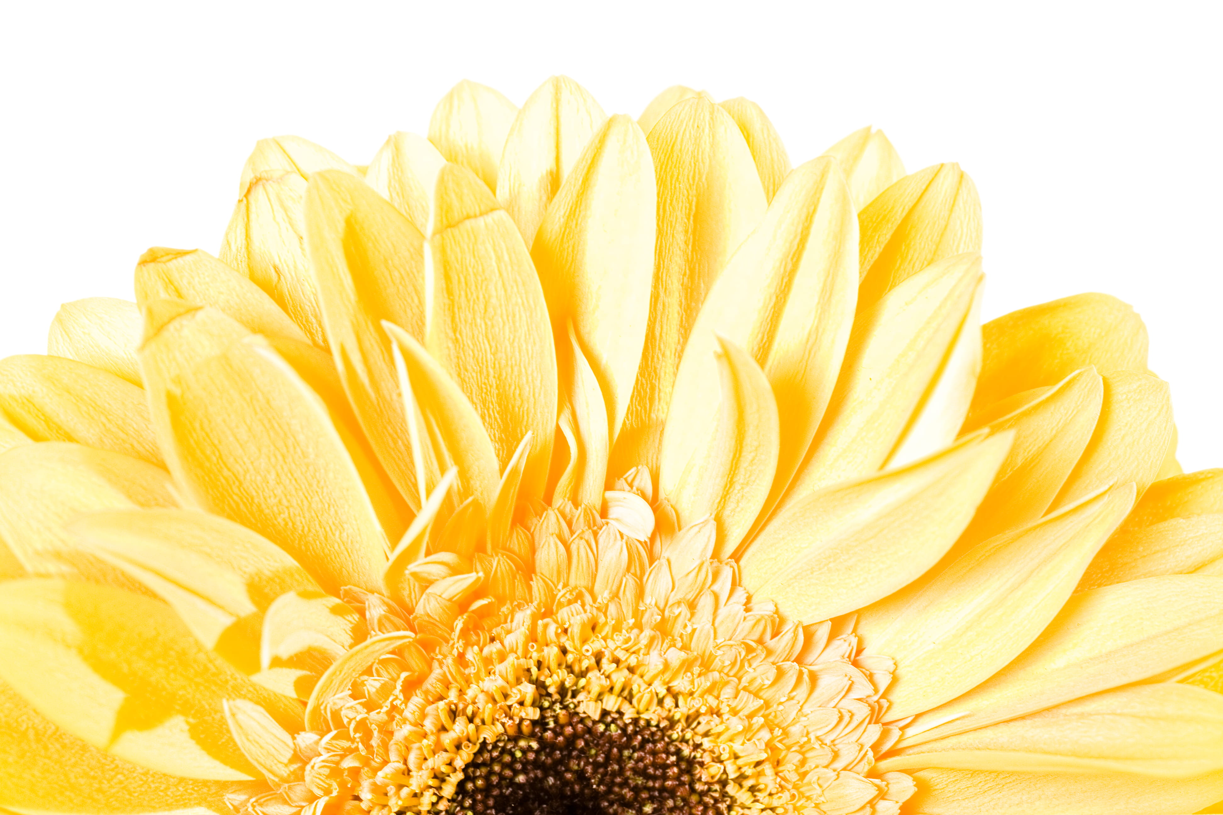 clipping, nature, vibrant color, floral, flower arrangement, blossom, macro, flowering plant, closeup, bright, head, fragility, daisy, growth, decoration, HD Wallpaper