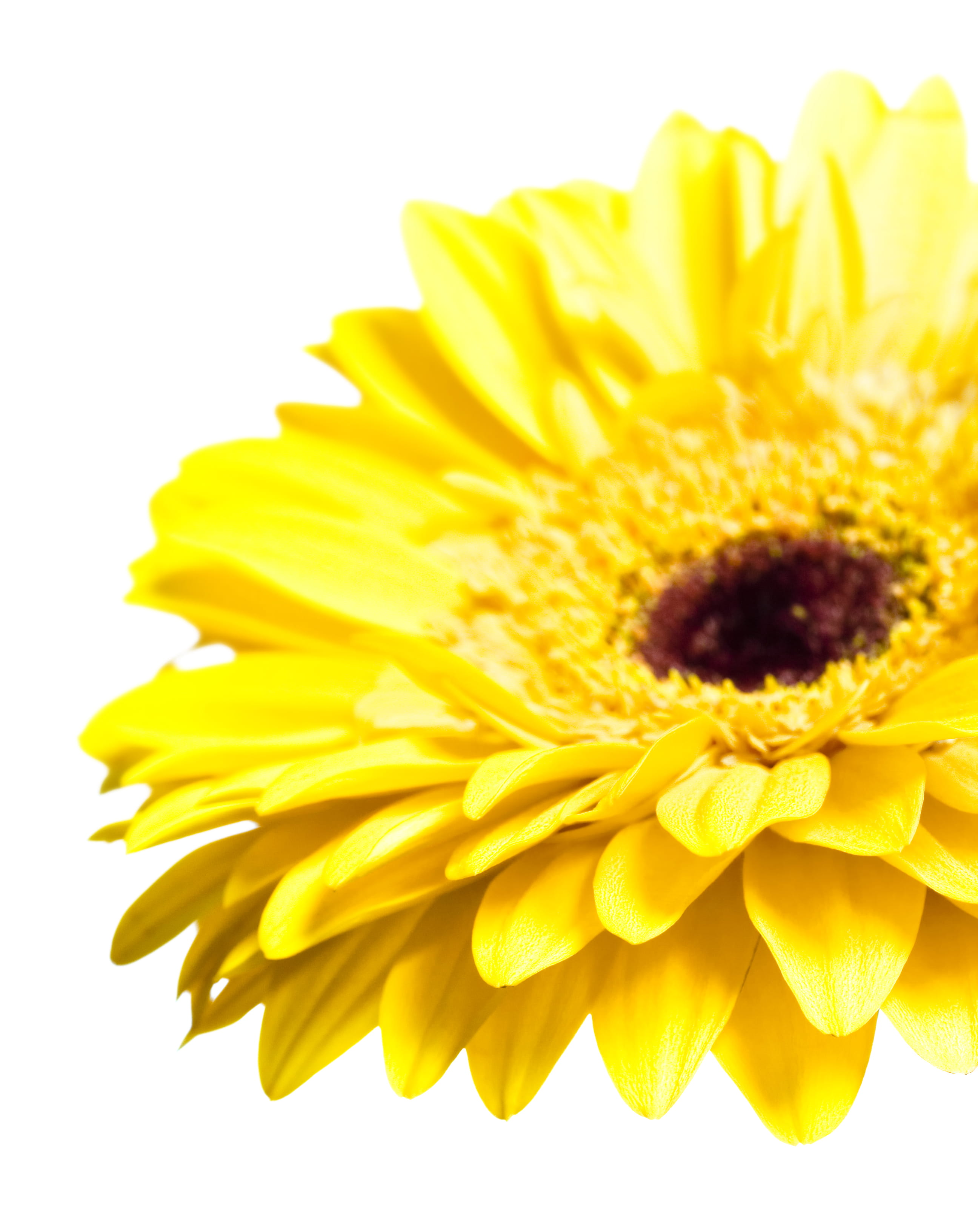 closeup, fragility, head, blossom, close-up, pollen, indoors, daisy, single, orange, beautiful, 2K, botany, color, beauty, springtime, bloom, freshness, Phone HD Wallpaper