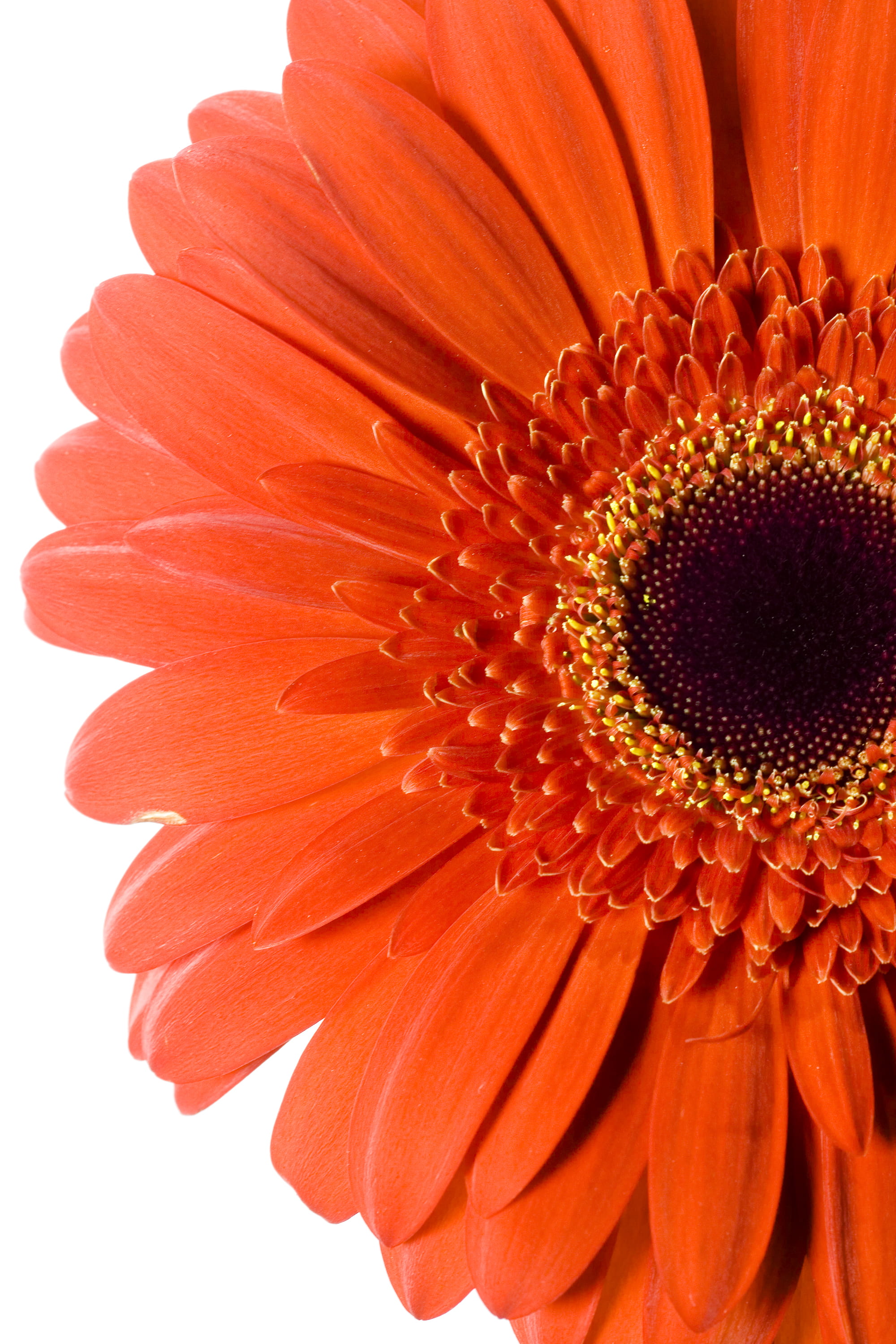 decoration, closeup, path, beauty, close-up, flower, background, summer, head, pollen, beautiful, gerbera daisy, flowering plant, orange, one, plant, bright, Phone HD Wallpaper