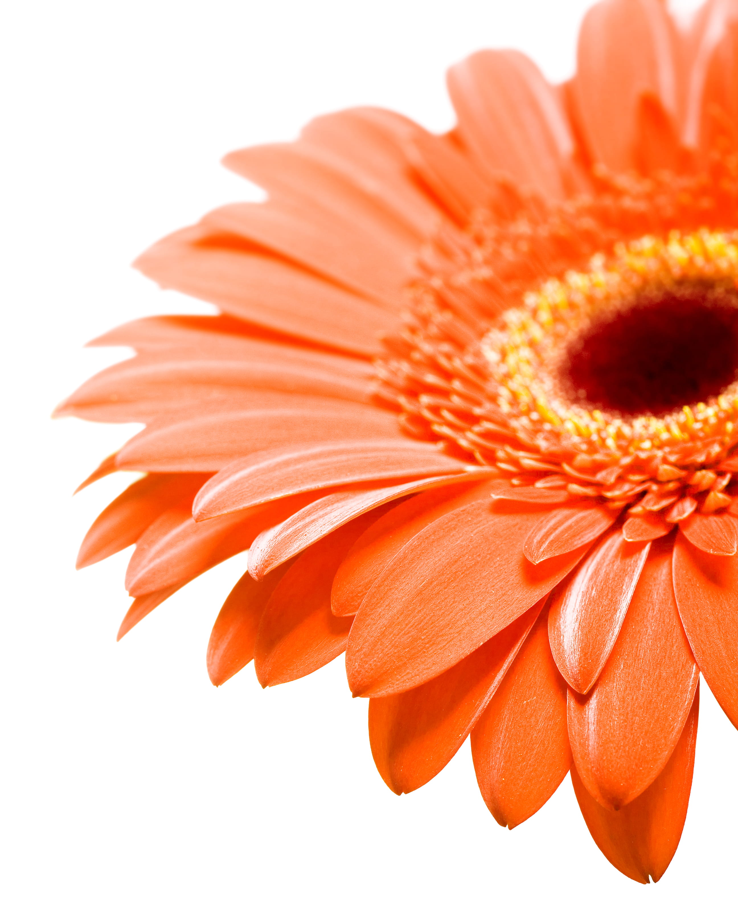 petal, gerbera daisy, plant, vulnerability, white background, nature, freshness, nobody, orange, inflorescence, one, gerbera, orange color, botany, beautiful, Phone HD Wallpaper