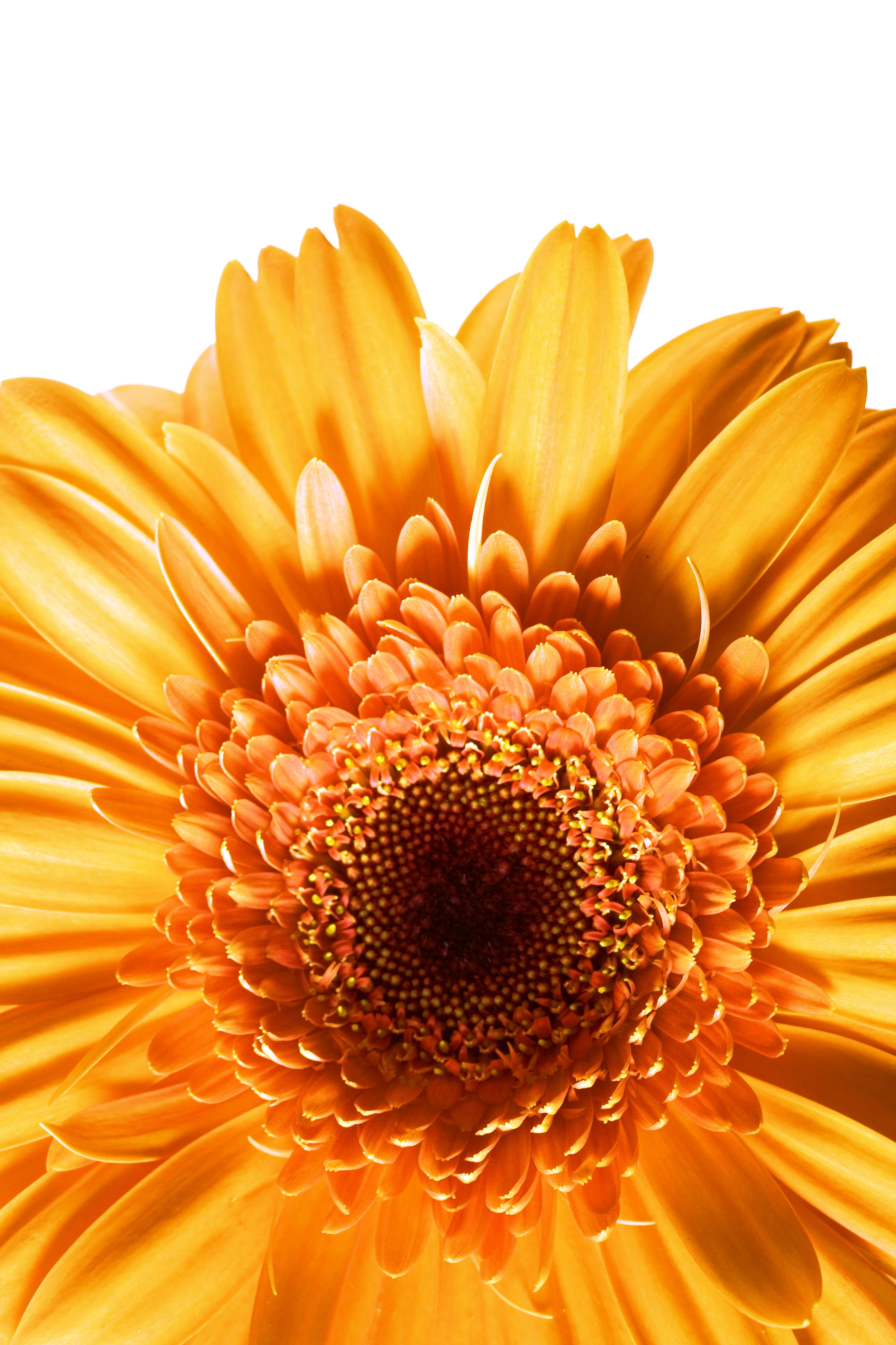 summer, gerbera daisy, freshness, blossom, vulnerability, chrysanthemum, object, macro, beautiful, studio shot, inflorescence, nobody, botanical, plant, Phone HD Wallpaper