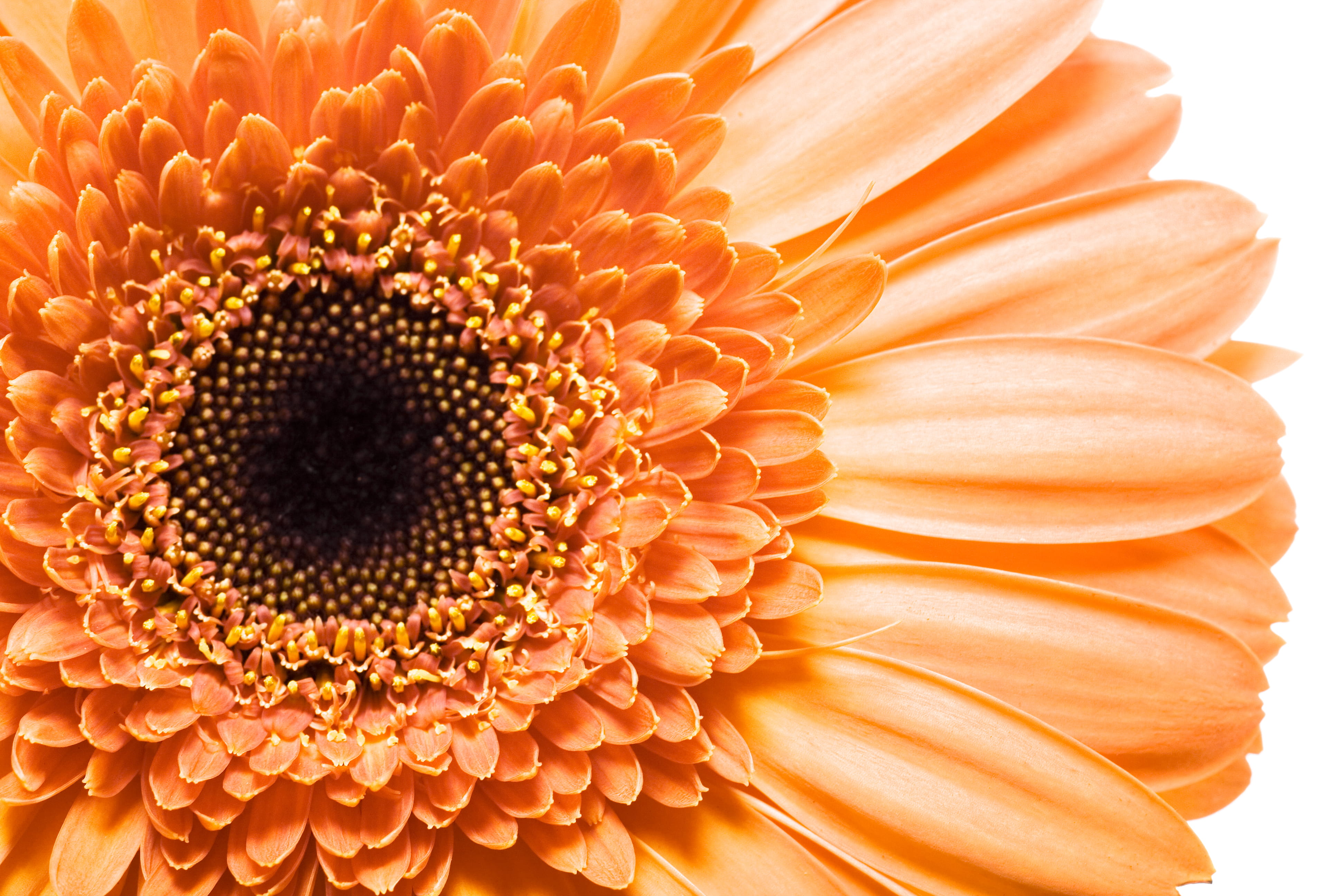 pollination, chrysanthemum, nobody, orange color, no people, 4K, beautiful, petal, flower head, gerbera, floral, single, botany, isolated, gerber, path, HD Wallpaper