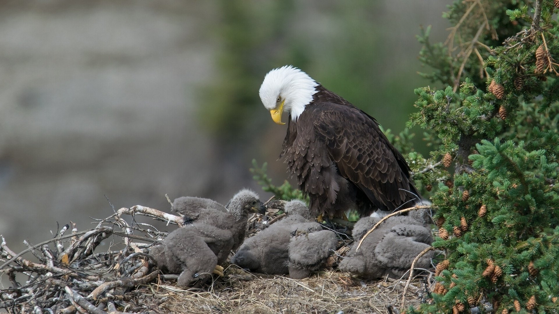 birds, 1080P, Mother, baby, Twigs, pine, bald, Offspring, Nest, eagle, bird, Cones, Chicks, HD Wallpaper
