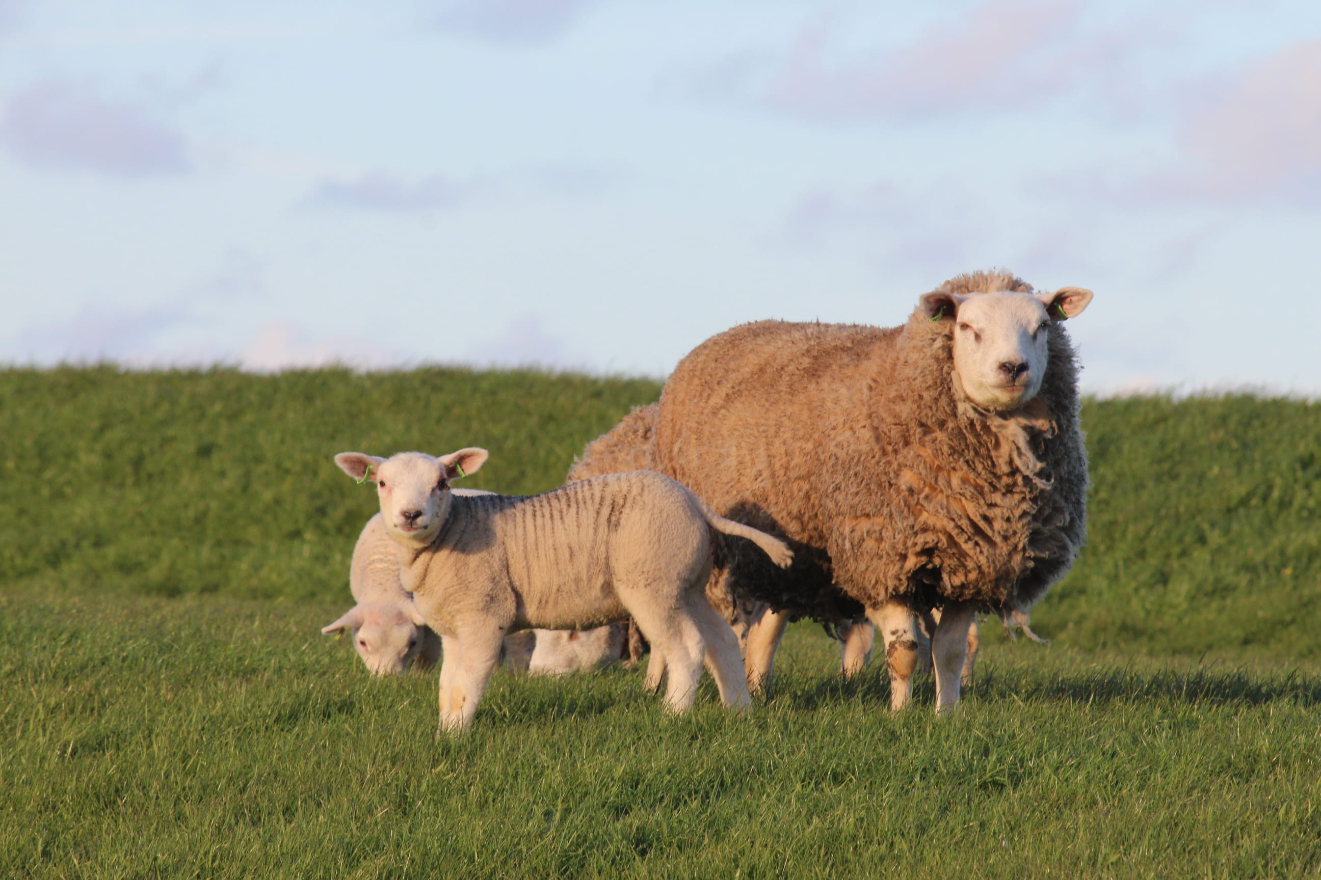 group of animals, no people, vertebrate, livestock, sheep, domestic animals, offspring, green, herbivorous, field, standing, animal family, pets, three, HD Wallpaper