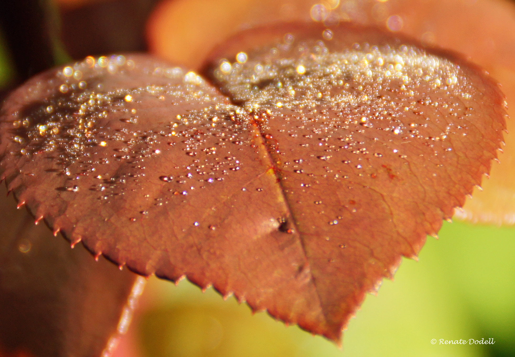 gear, diamond, me, sand, brown, natur, photography, dorena, nature, closeup photography, dewdrop, close-up, macro, plant, 1080P, premium, platinum, closeup, HD Wallpaper