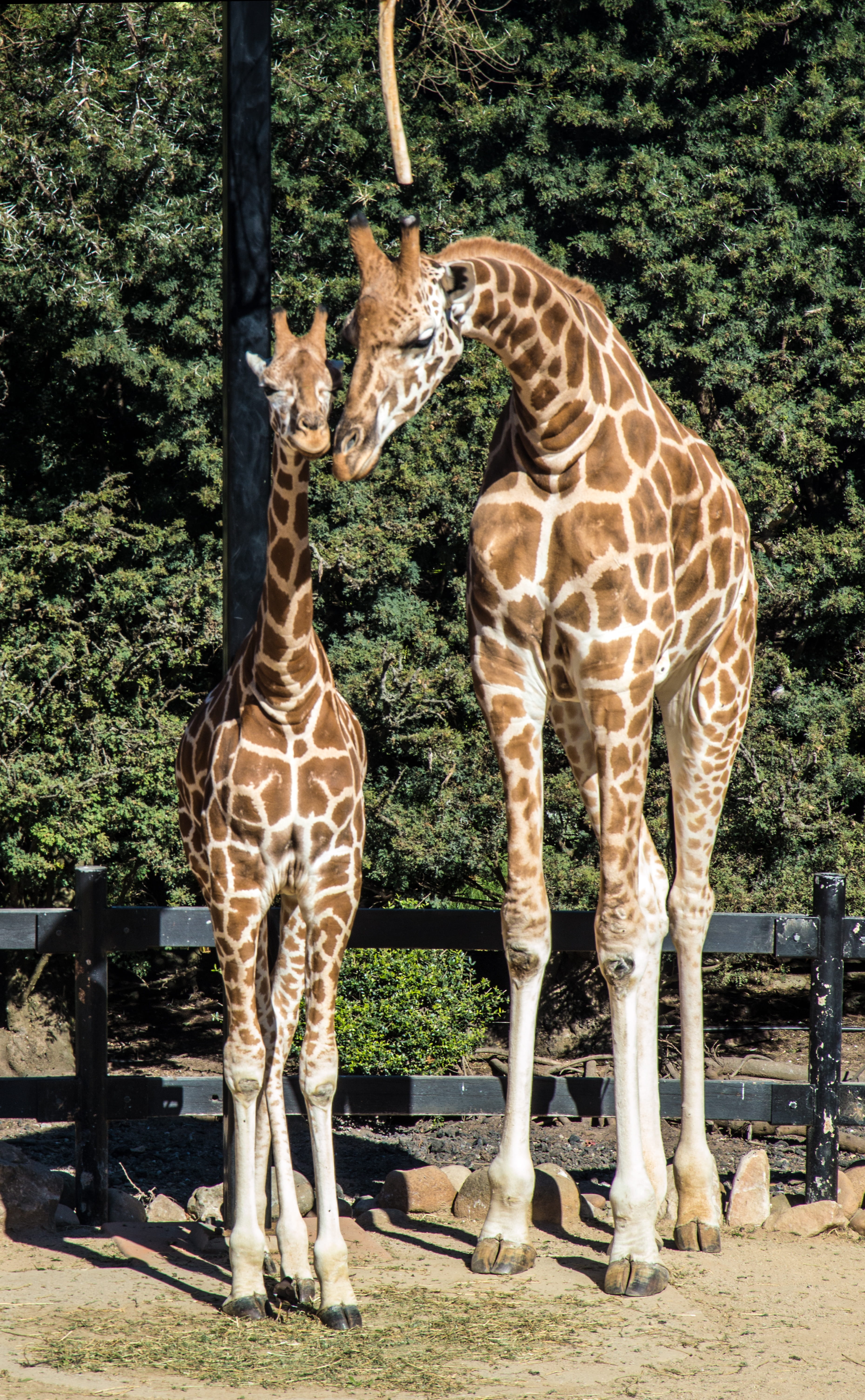 giraffes, group of animals, baby, vertebrate, no people, mammal, nature, day, domestic animals, giraffe, safari, animal neck, 5K, outdoors, sunlight, animals in the wild, Phone HD Wallpaper