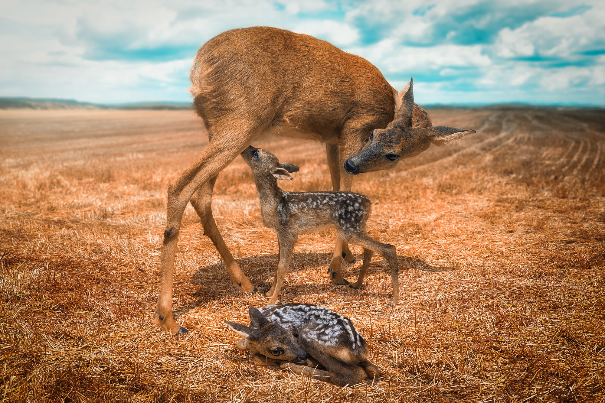 offspring, DOE, 1080P, deer, field, HD Wallpaper