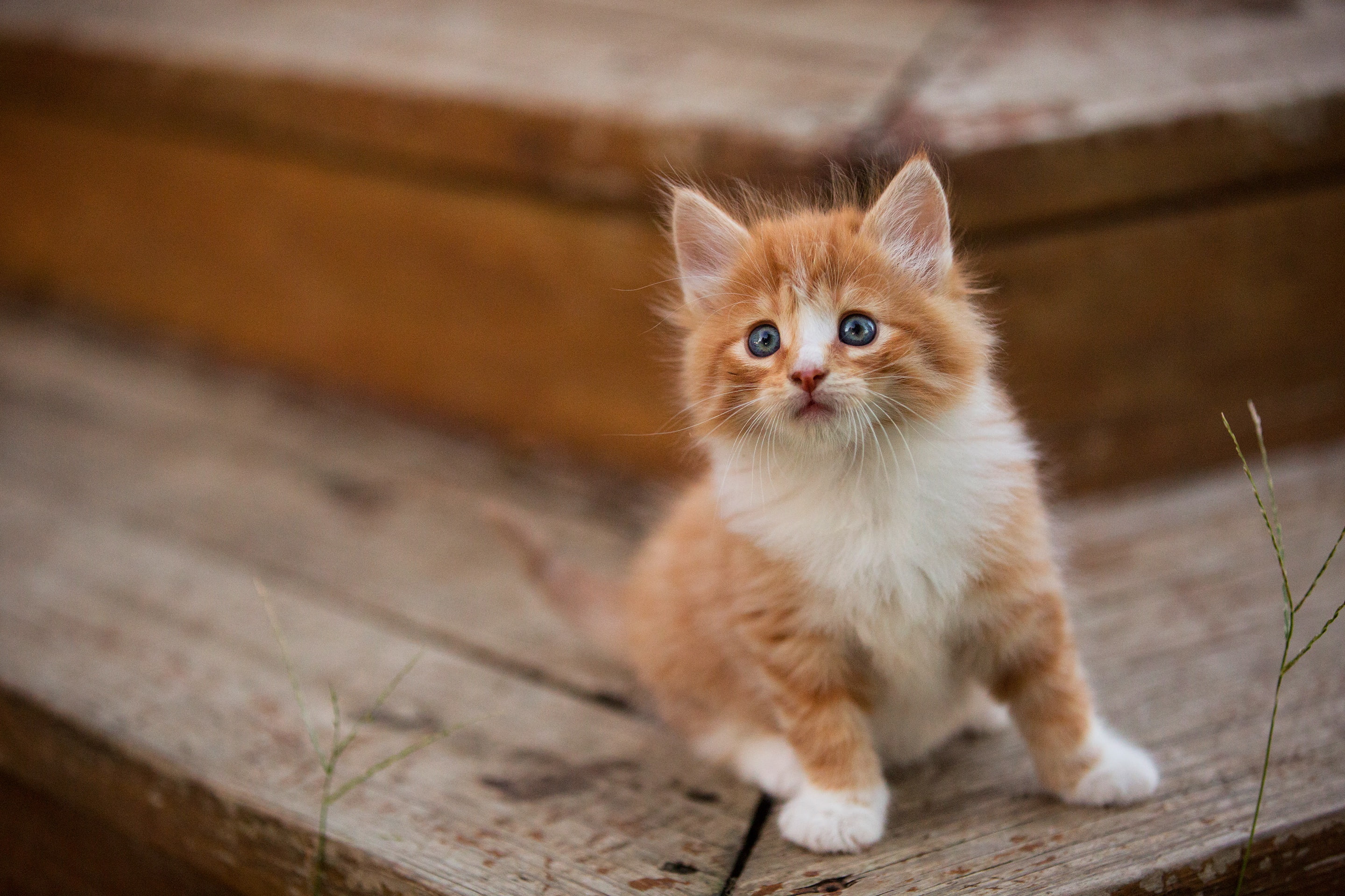 2K, background, baby, kitty, sitting, Board, blue eyes, cat, red, pose, look, stage, HD Wallpaper