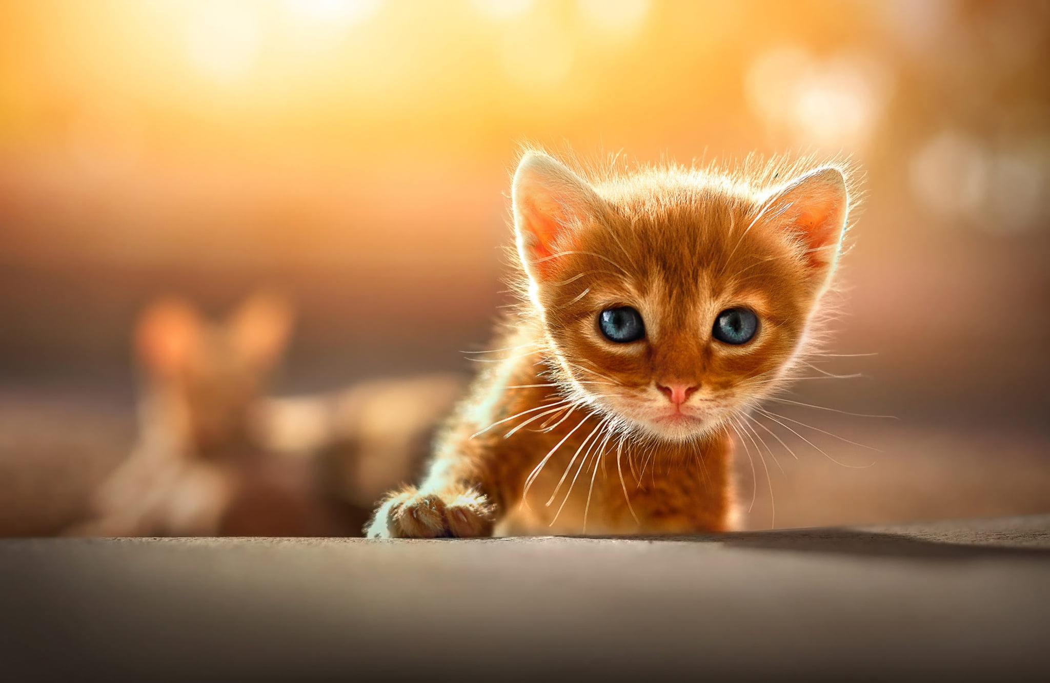 face, yellow, baby, bokeh, look, Boo, background, kitty, light, 1080P, red, paw, cat, blue-eyed, pose, HD Wallpaper