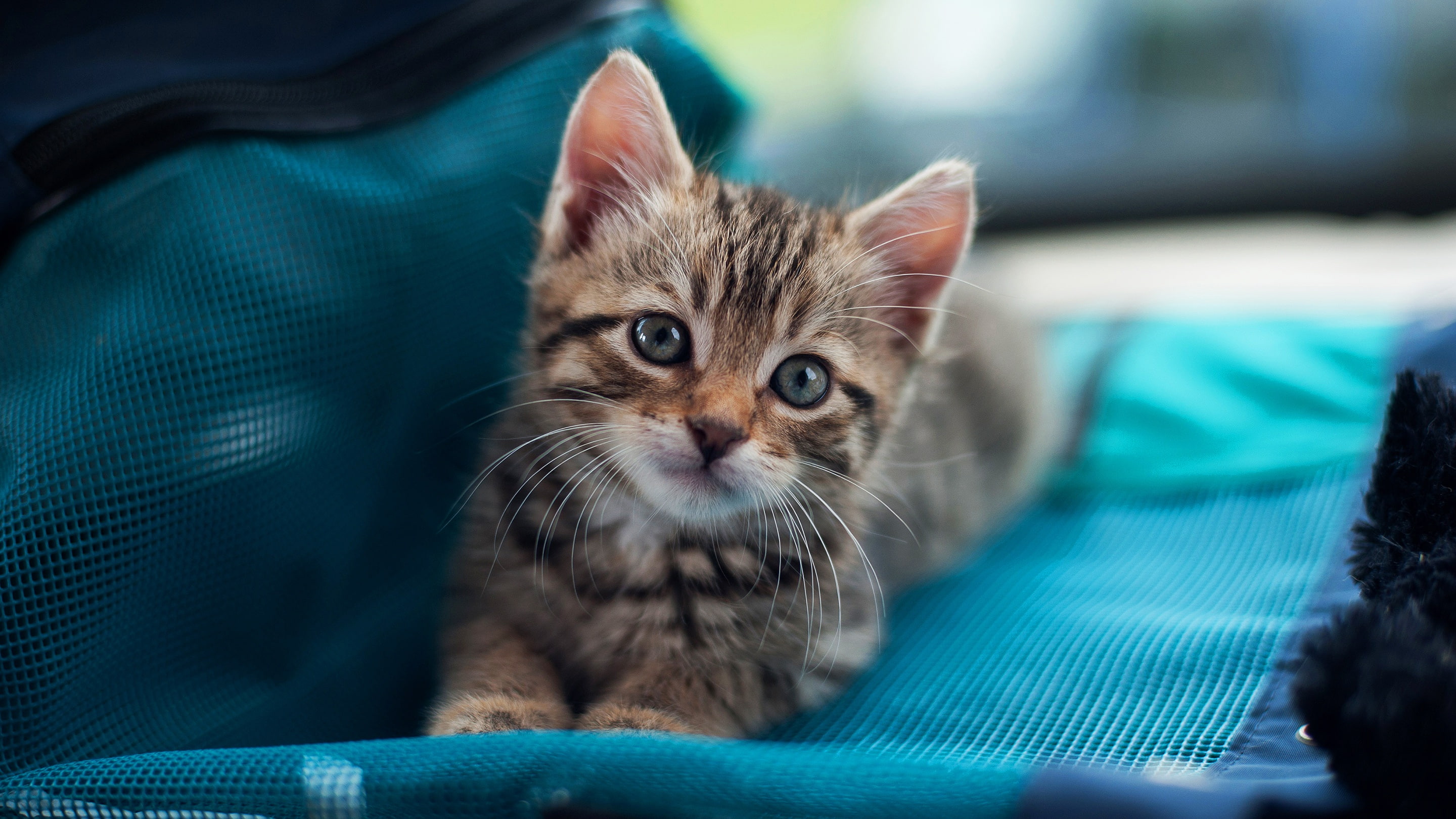 cute, grey, muzzle, look, blue background, lies, bag, cat, small, fabric, kitty, 2K, striped, HD Wallpaper