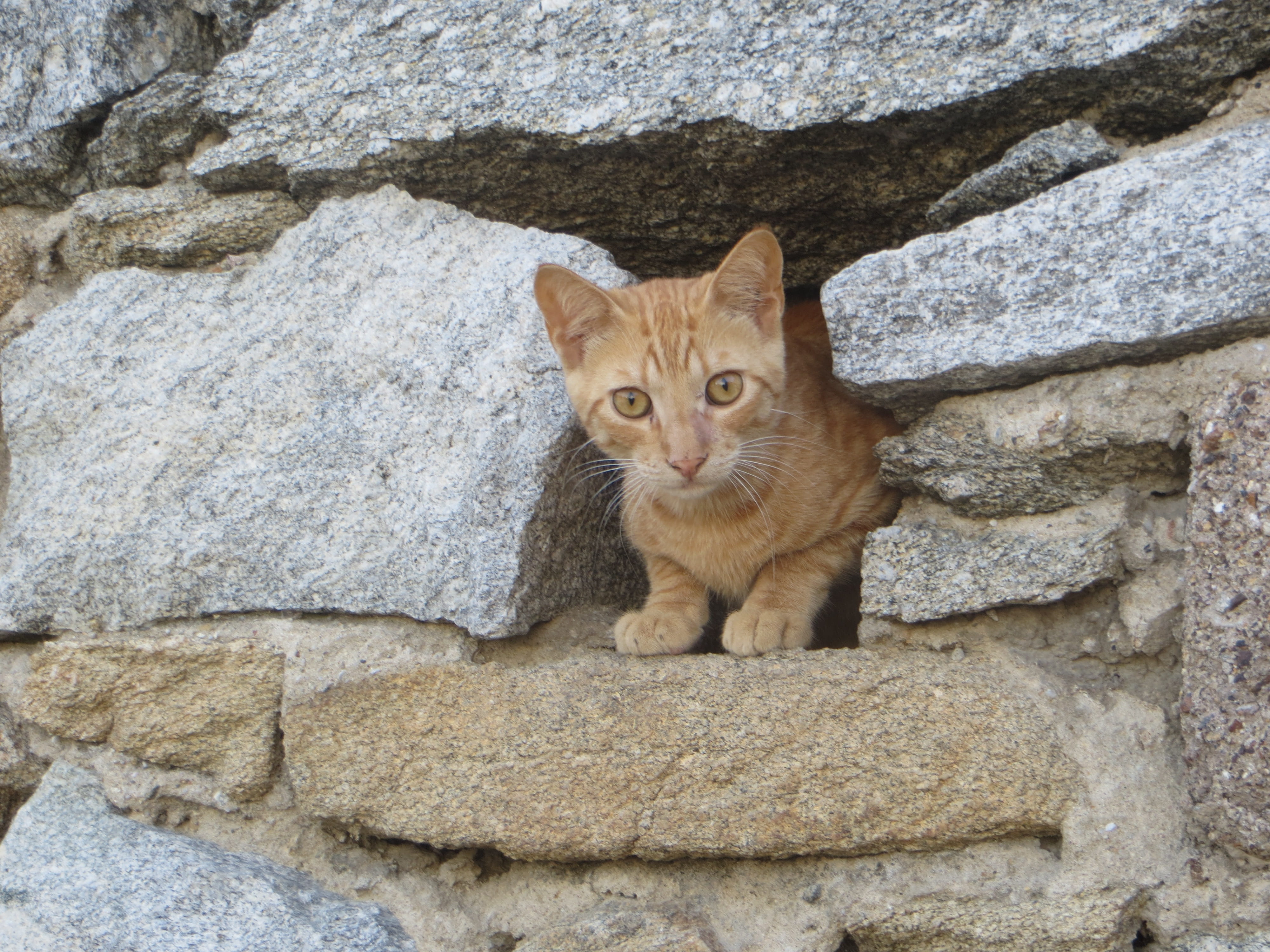 wall - building feature, red cat, photography, solid, portrait, no people, Kitten, animals, vertebrate, pet, tabby, whisker, mammal, pets, adidas, young cat, HD Wallpaper