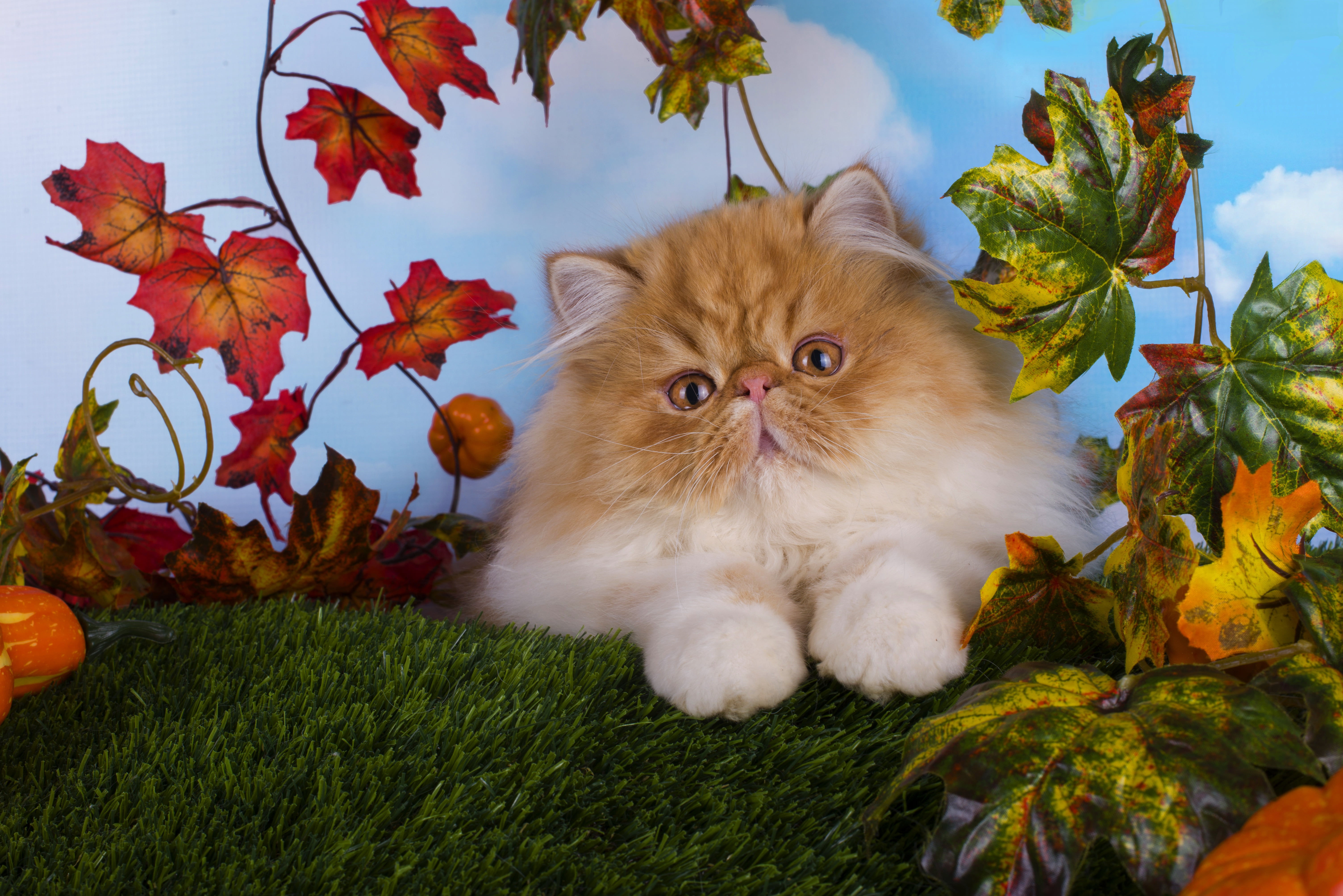 leaves, kitty, cat, fluffy, muzzle, red eyes, baby, red, Persian, 5K, blue background, extreme, look, HD Wallpaper