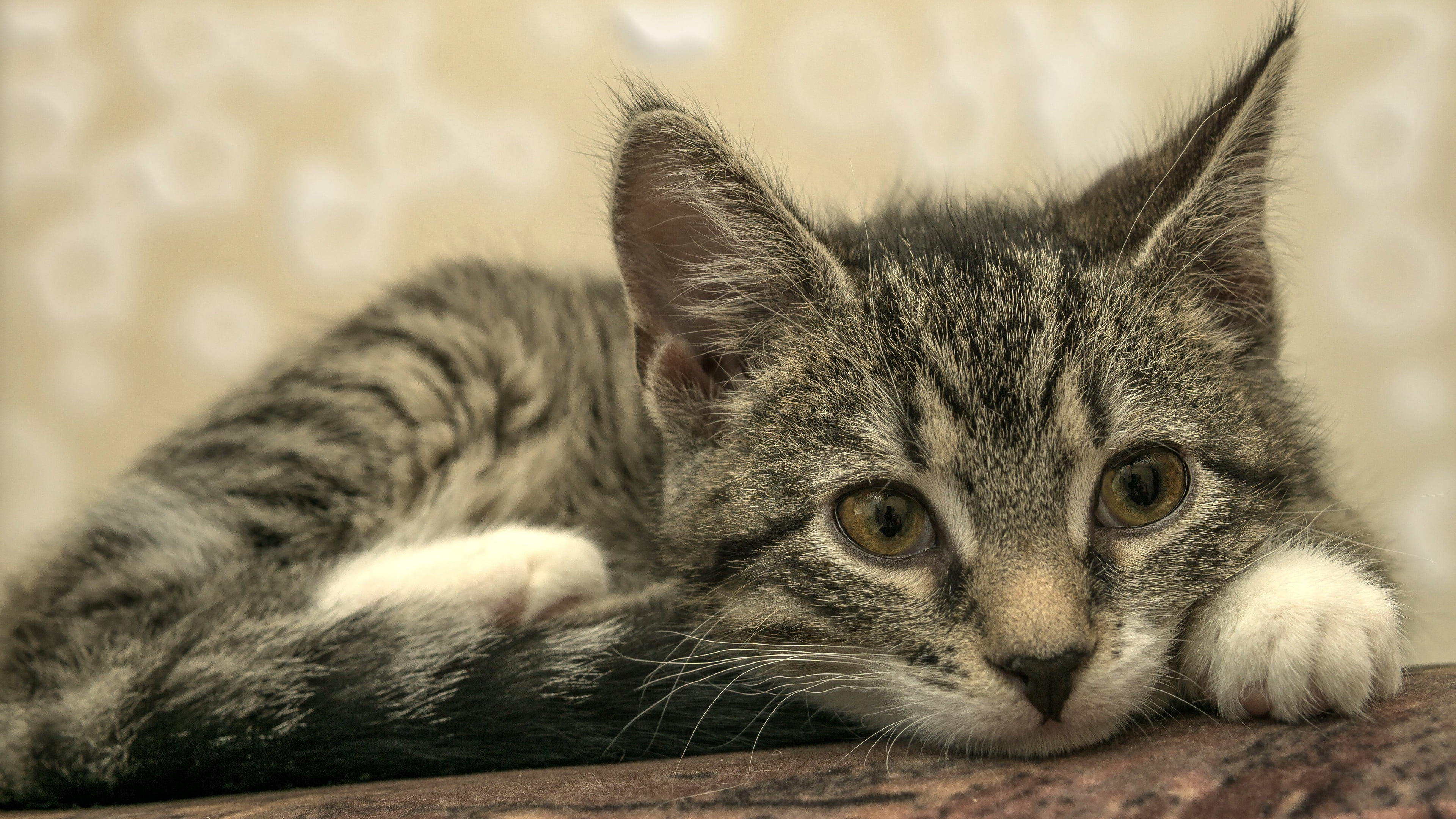 cat, lies, grey, background, 4K, look, kitty, striped, wall, face, pose, HD Wallpaper