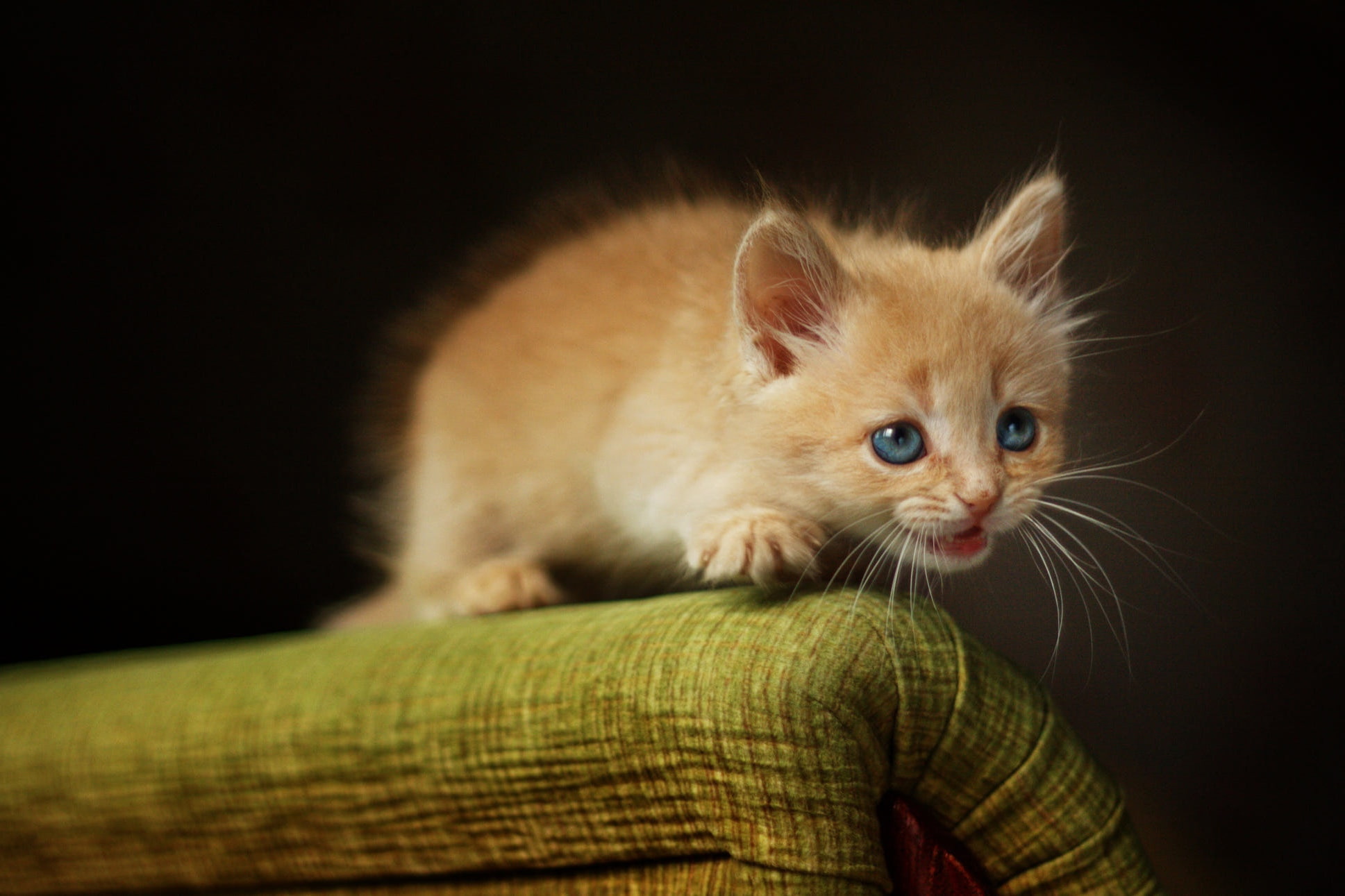 portrait, baby, blue-eyed, cat, the dark background, chair, mustache, red, 1080P, fabric, kitty, muzzle, look, pose, HD Wallpaper