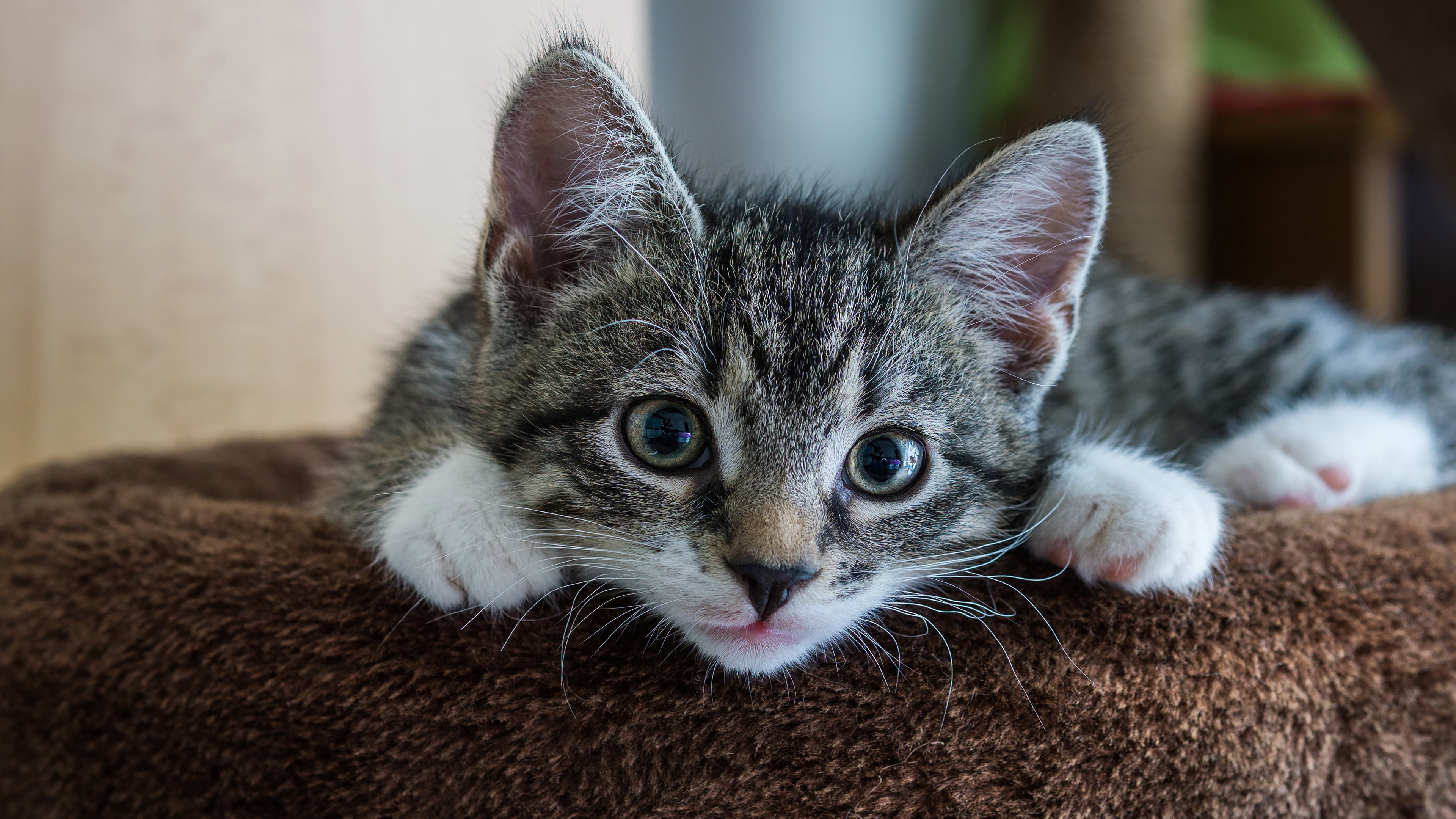 comfort, lies, striped, kitty, 4K, background, look, cat, eyes, fur, face, pose, grey, baby, HD Wallpaper