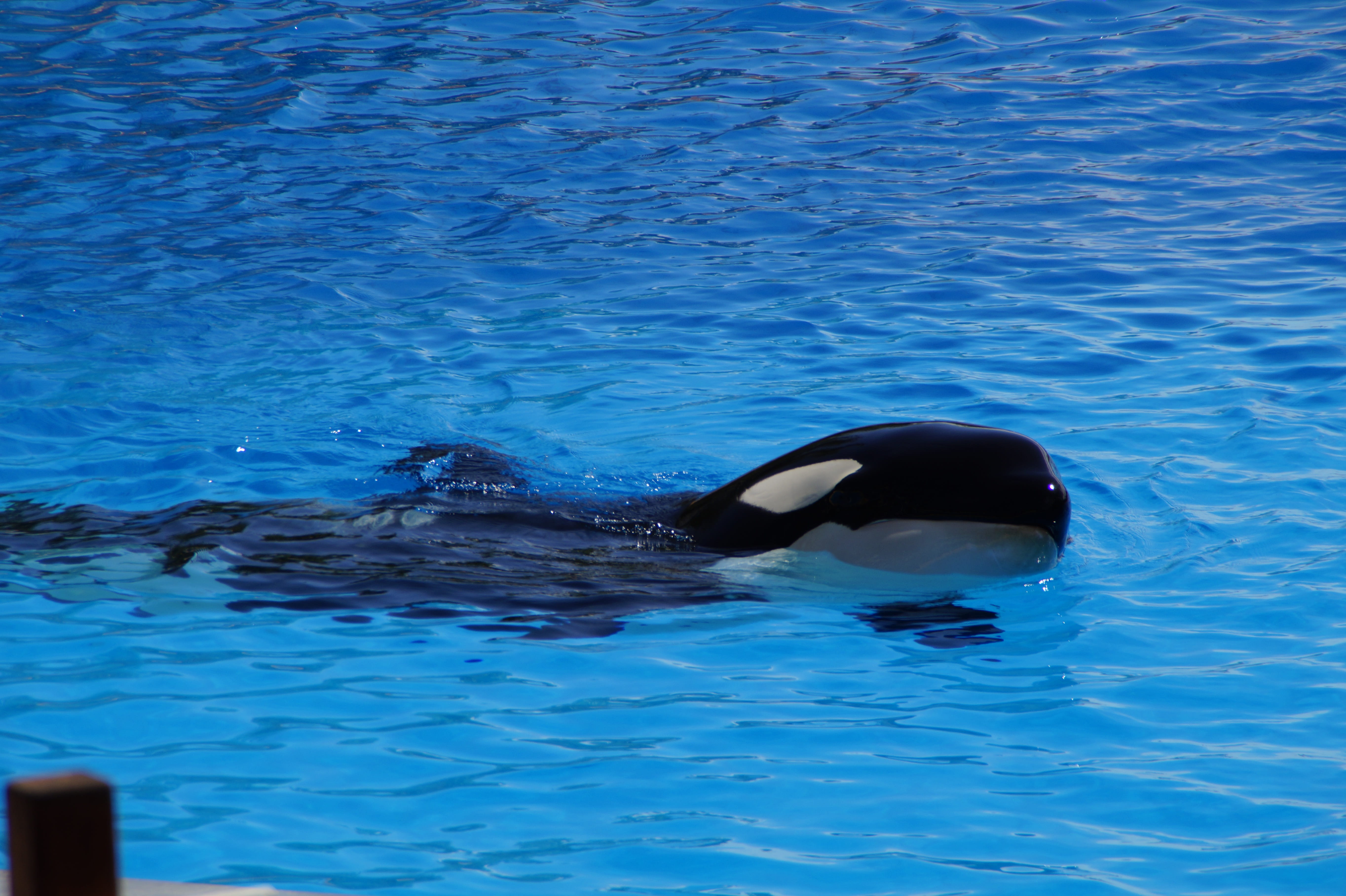 sea, snout, water, mammals, outdoors, loropark, two, swim, head, foot, killer, marine, Orca, cruelty to animals, waterfront, rippled, one animal, mammal, HD Wallpaper