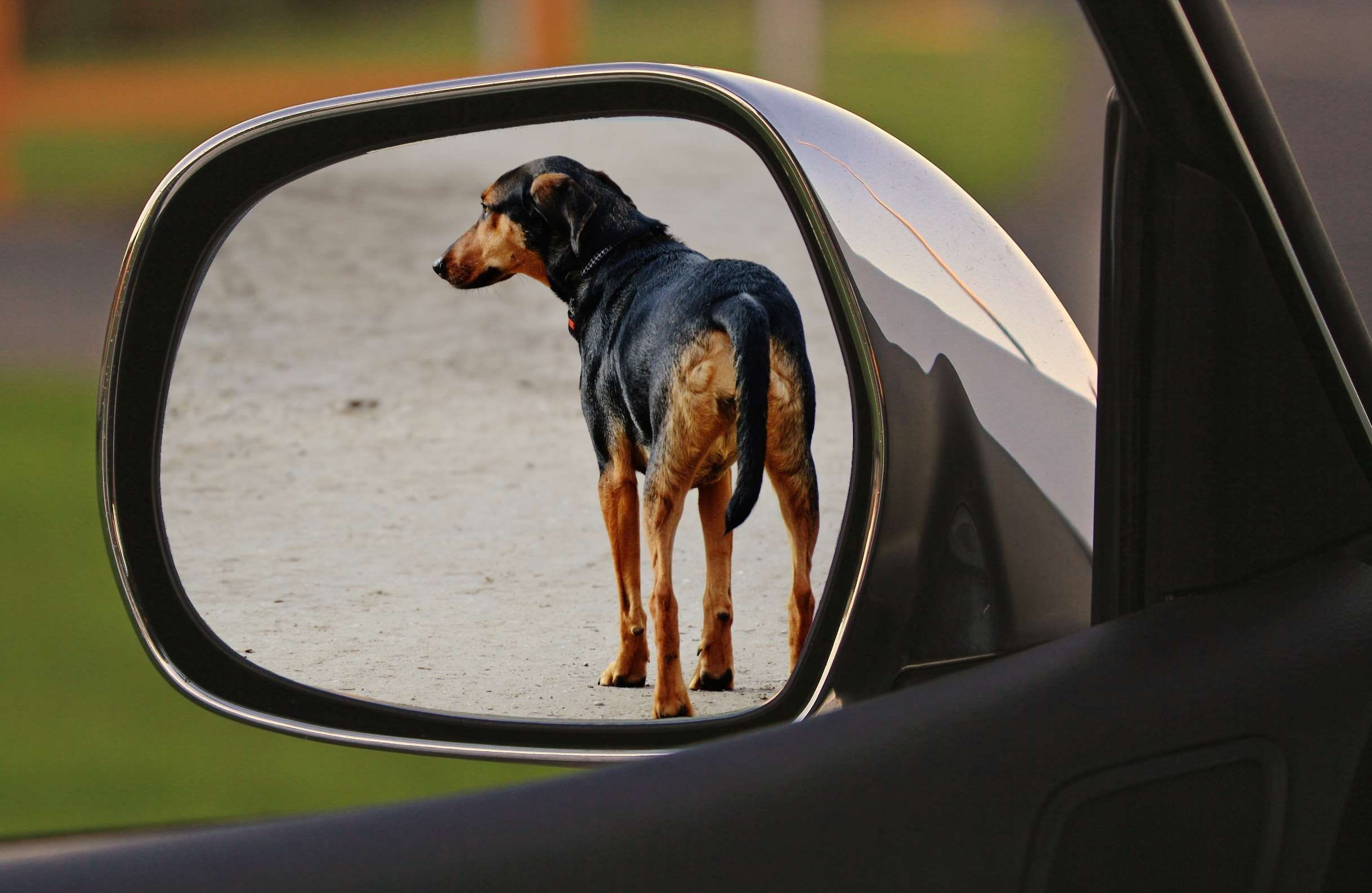 animal, vertebrate, drive away, day, car, expose, land vehicle, pets, domestic animals, mode of transportation, sad, crime, one animal, animal themes, no people, HD Wallpaper