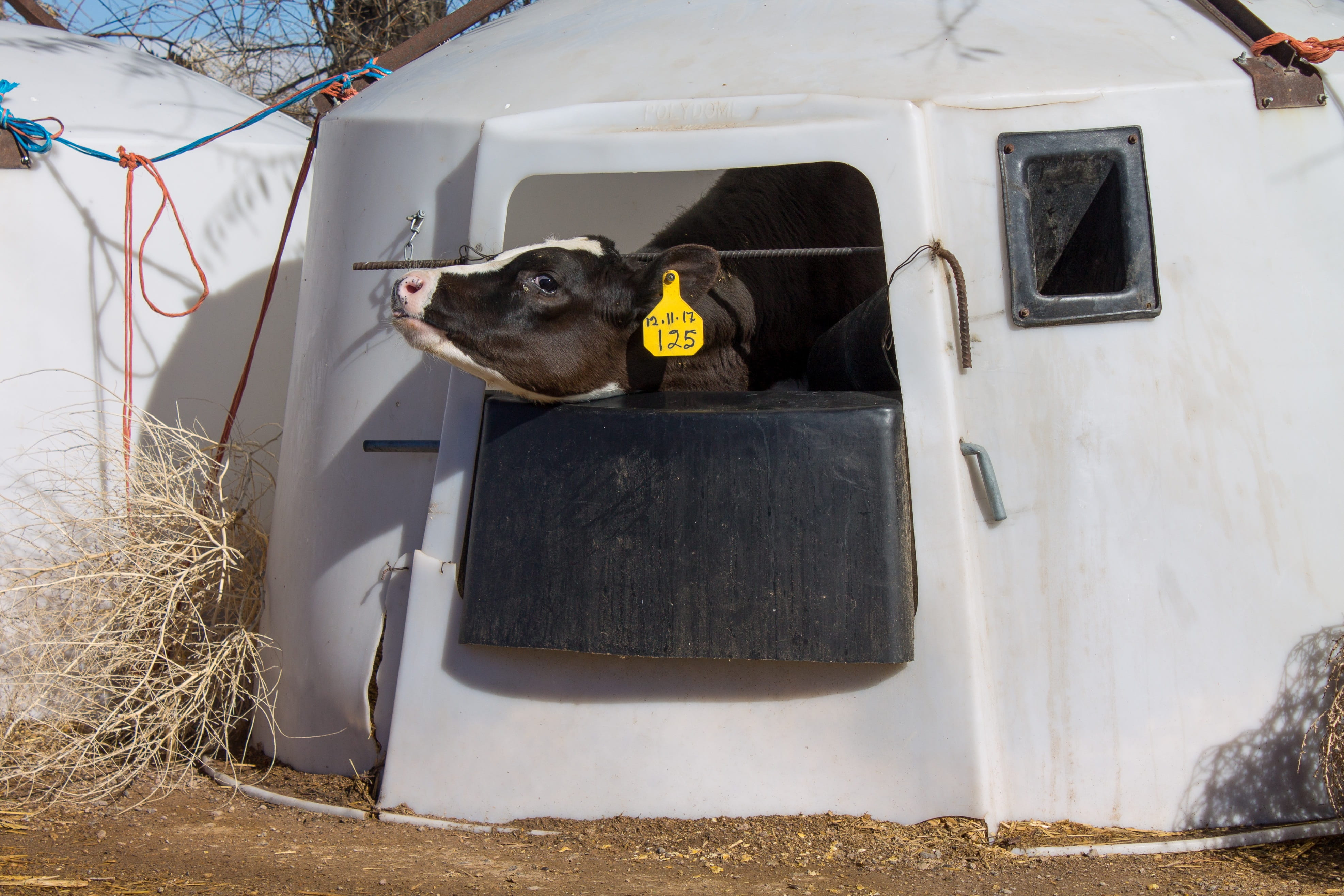 car, milk, animal cruelty, cow, vegan, one animal, communication, motor vehicle, 4K, nature, vertebrate, animal, animal rights, calf, domestic animals, HD Wallpaper