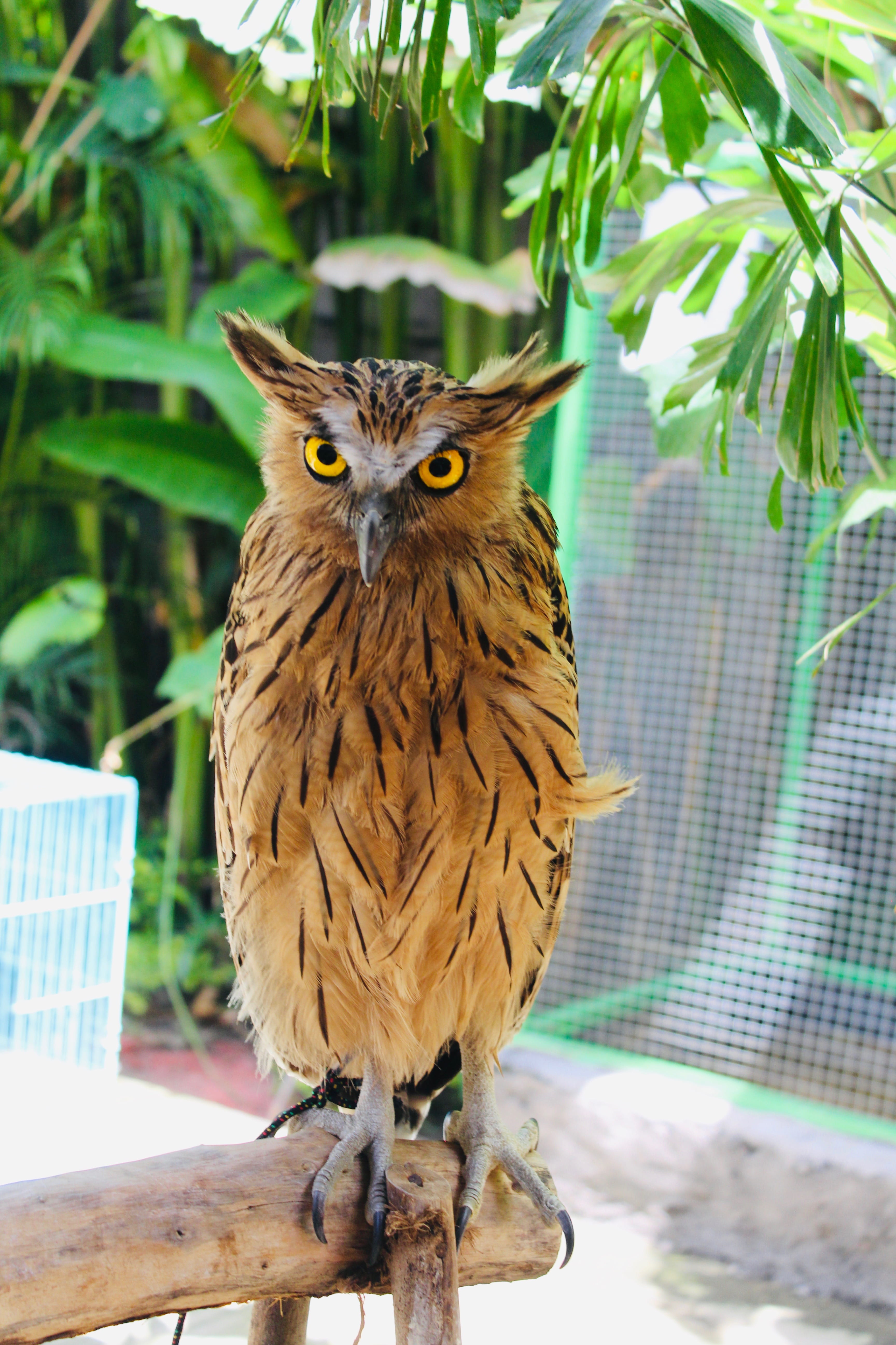 vertebrate, outdoors, owl, farm, palm trees, palms, nature, bird of prey, yellow eyes, serious, tree, animal wildlife, day, animals in the wild, looking at camera, Phone HD Wallpaper