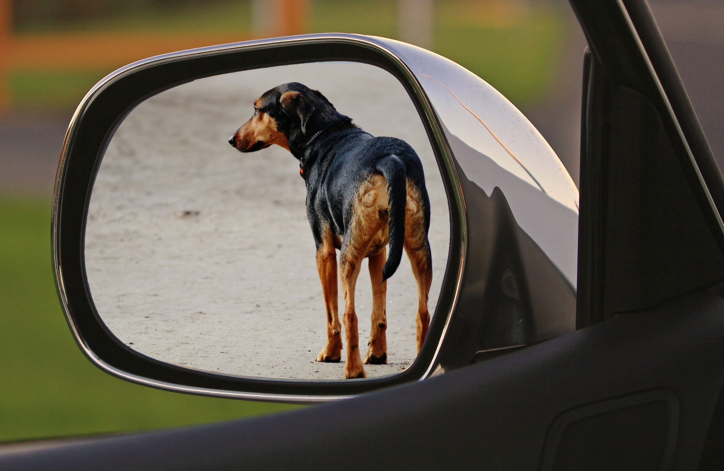 one animal, drive away, motor vehicle, expose, car, land vehicle, side-view mirror, sad, dog, reflection, animal, looking, transportation, animal welfare, HD Wallpaper