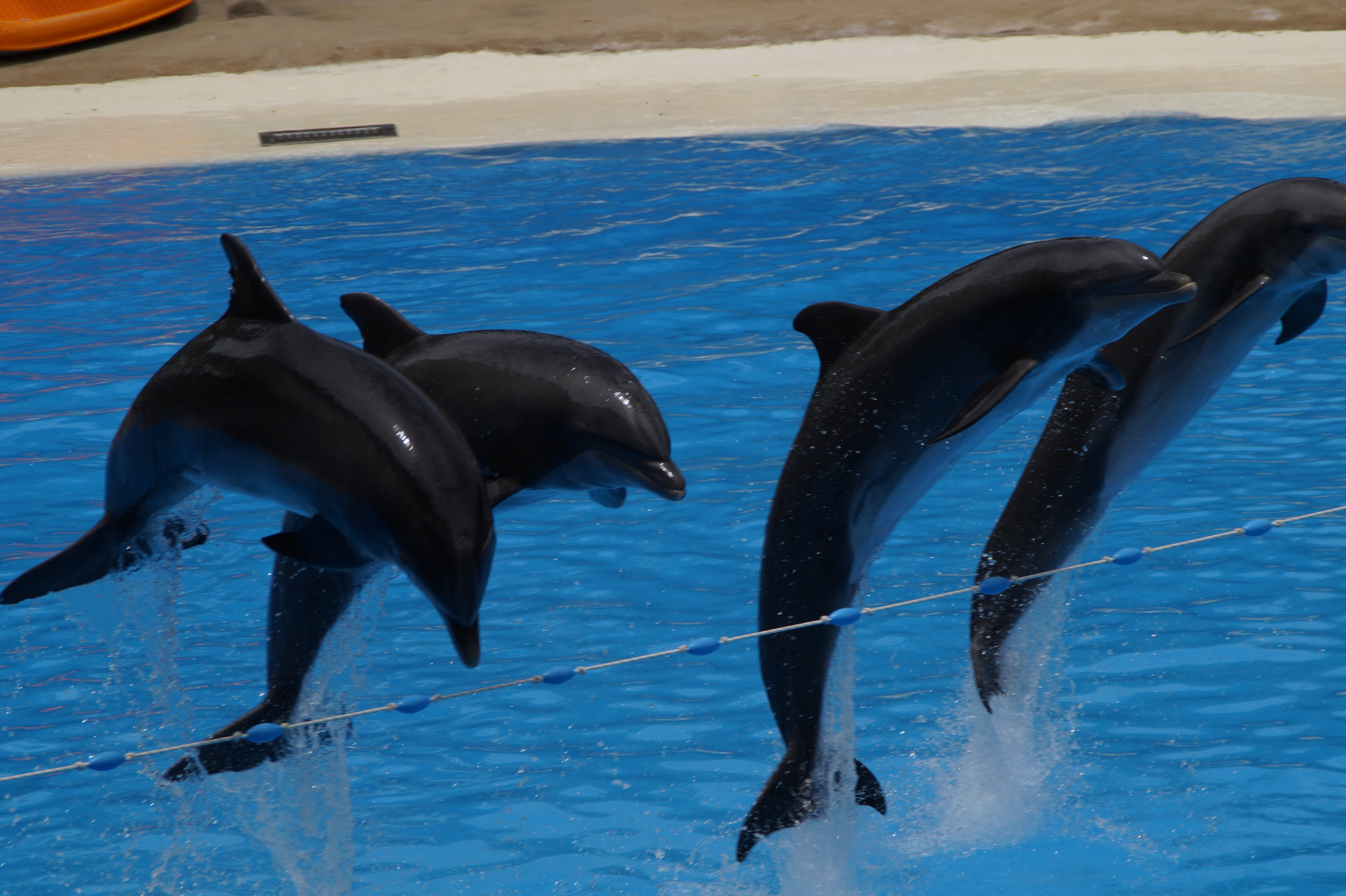 pinball, no people, show, 5K, nature, swimming pool, underwater, sea, marine mammals, synchronous, vertebrate, meeresbewohner, animals in the wild, swim, HD Wallpaper