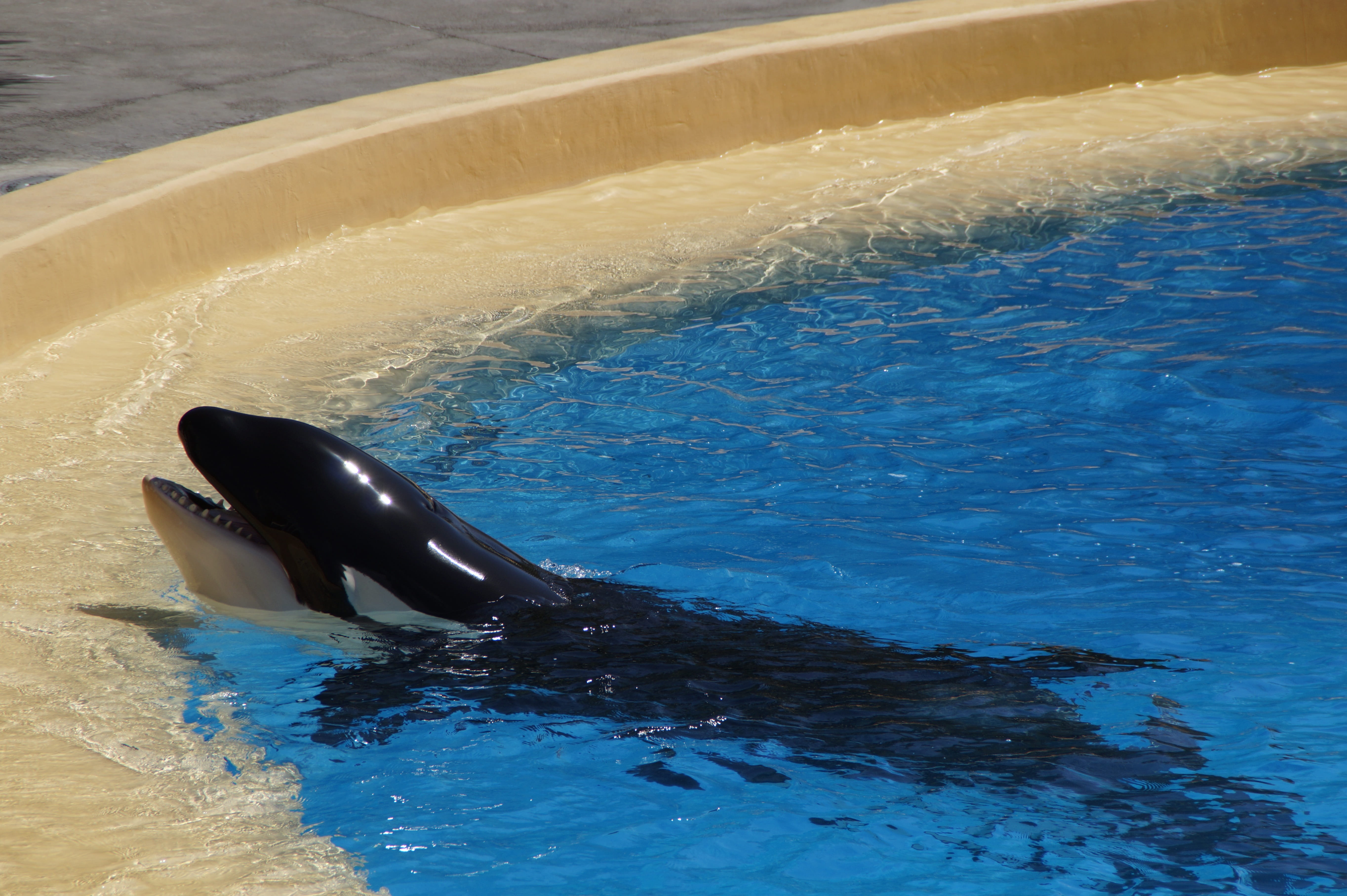animal wildlife, performing, sea, no people, 5K, zoo, marine mammals, Killer, Pool, beck edge, Killer Whale, animal themes, Whale, animal, swimming pool, HD Wallpaper
