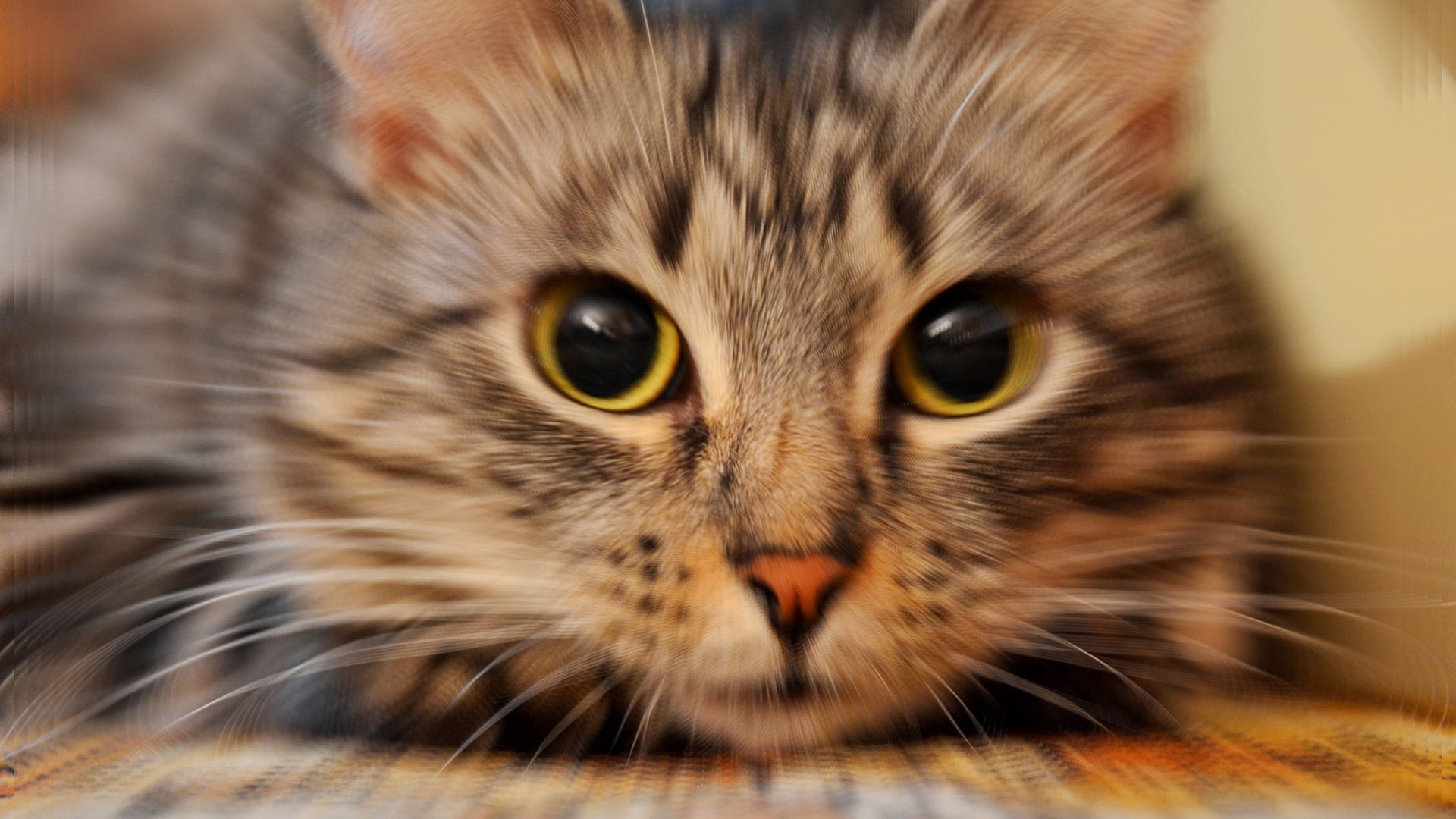 adorable, animal head, domestic animals, sitting, baby, tail, tiger cat, curiosity, domestic cat, 1080P, fluffy, grey, pet, domestic, striped, nose, hair, HD Wallpaper