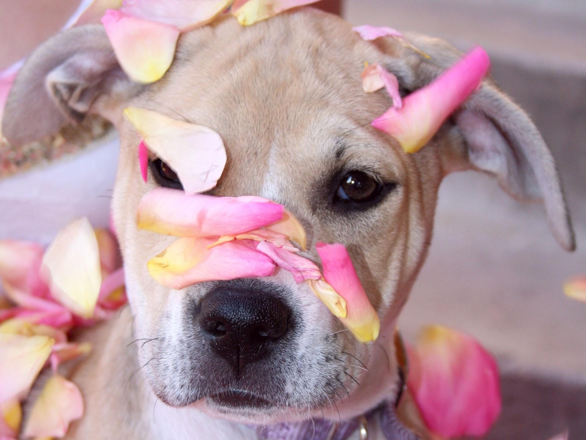 1080P, petals, animals, sweet, cute, flower, dog, innocent, HD Wallpaper