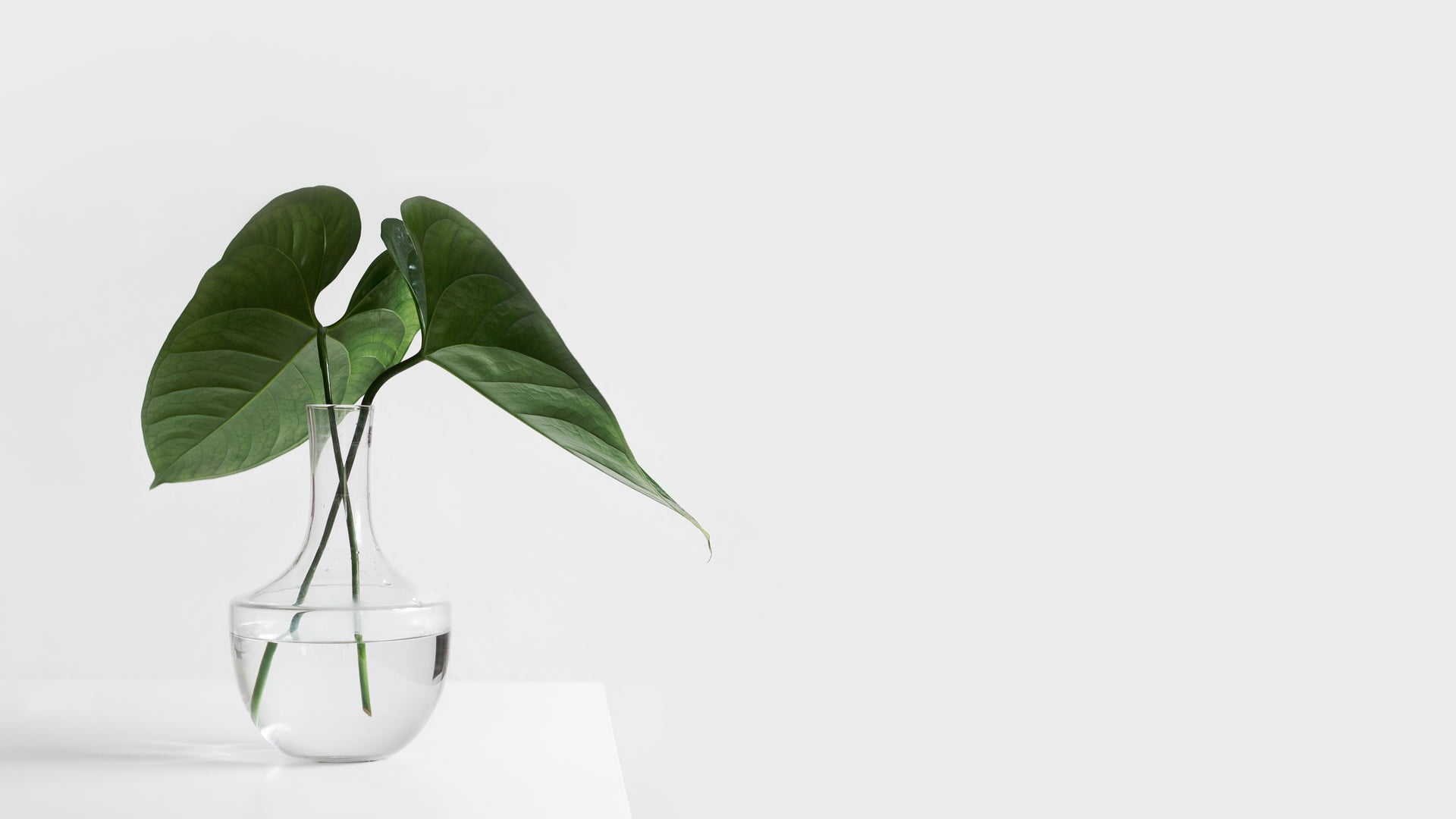 table, plant, vase, white background, 1080P, glass, HD Wallpaper