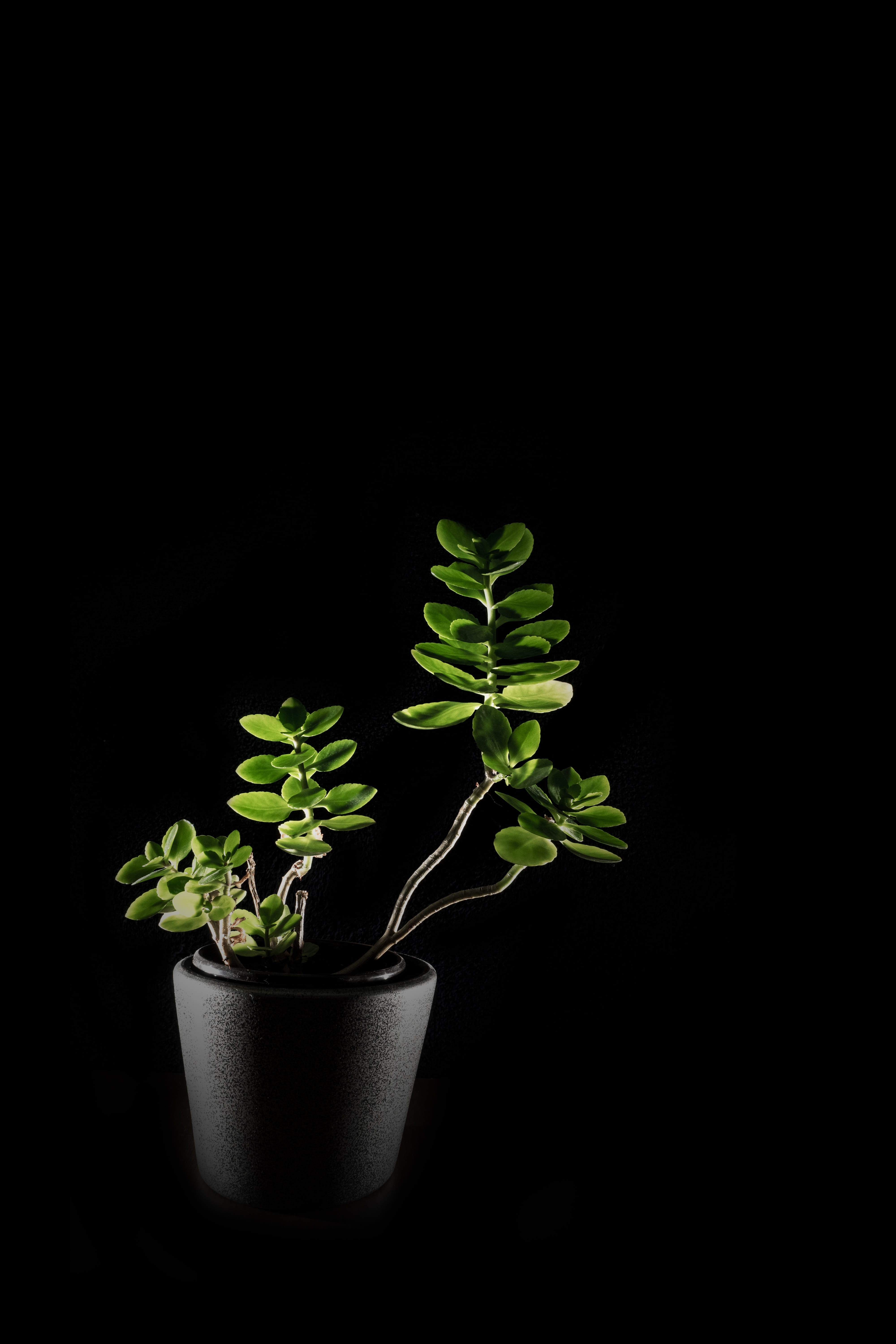 seedling, flower pot, lighting, gardening, green color, no people, 5K, Flower, cut out, small, food, growth, black, food and drink, studio shot, Nature, Phone HD Wallpaper