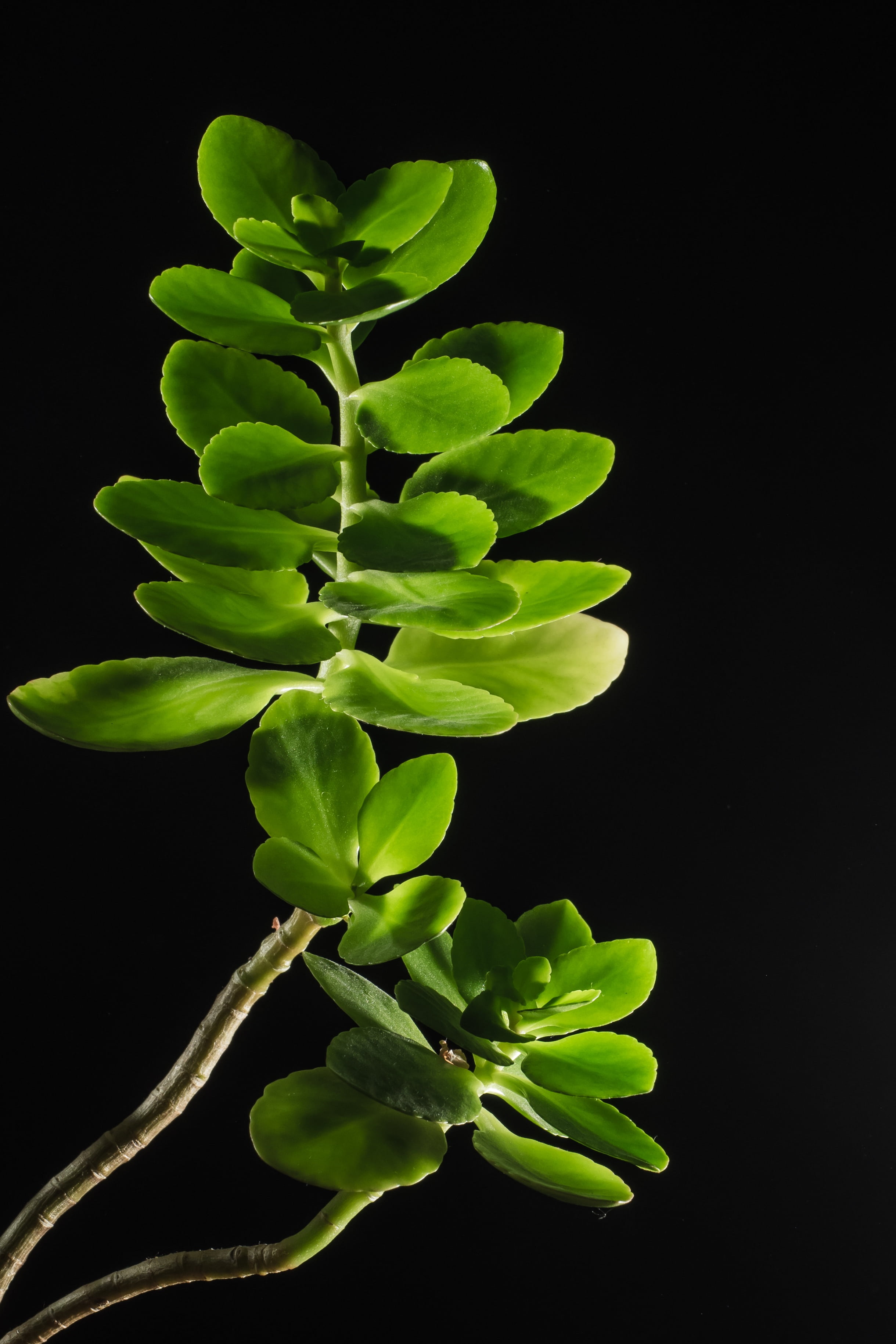 2K, indoors, freshness, green, light, beauty in nature, light setup, cut out, spring, green Color, studio shot, flowering plant, growth, orchid, studio, Phone HD Wallpaper
