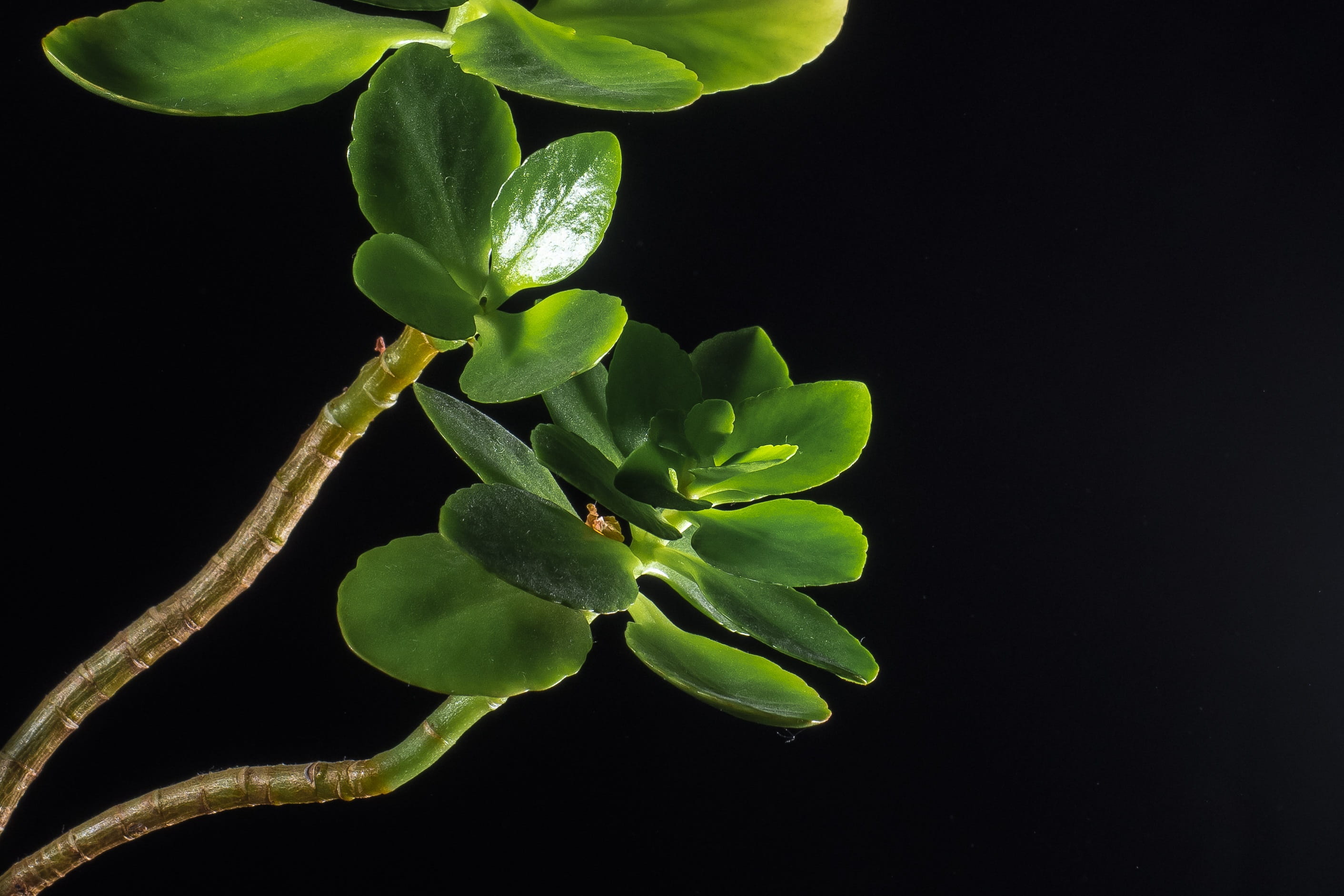 green, 2K, close-up, food and drink, flowering plant, bud, black, green color, freshness, outdoors, leaf, growth, lighting, spring, nature, plant part, HD Wallpaper